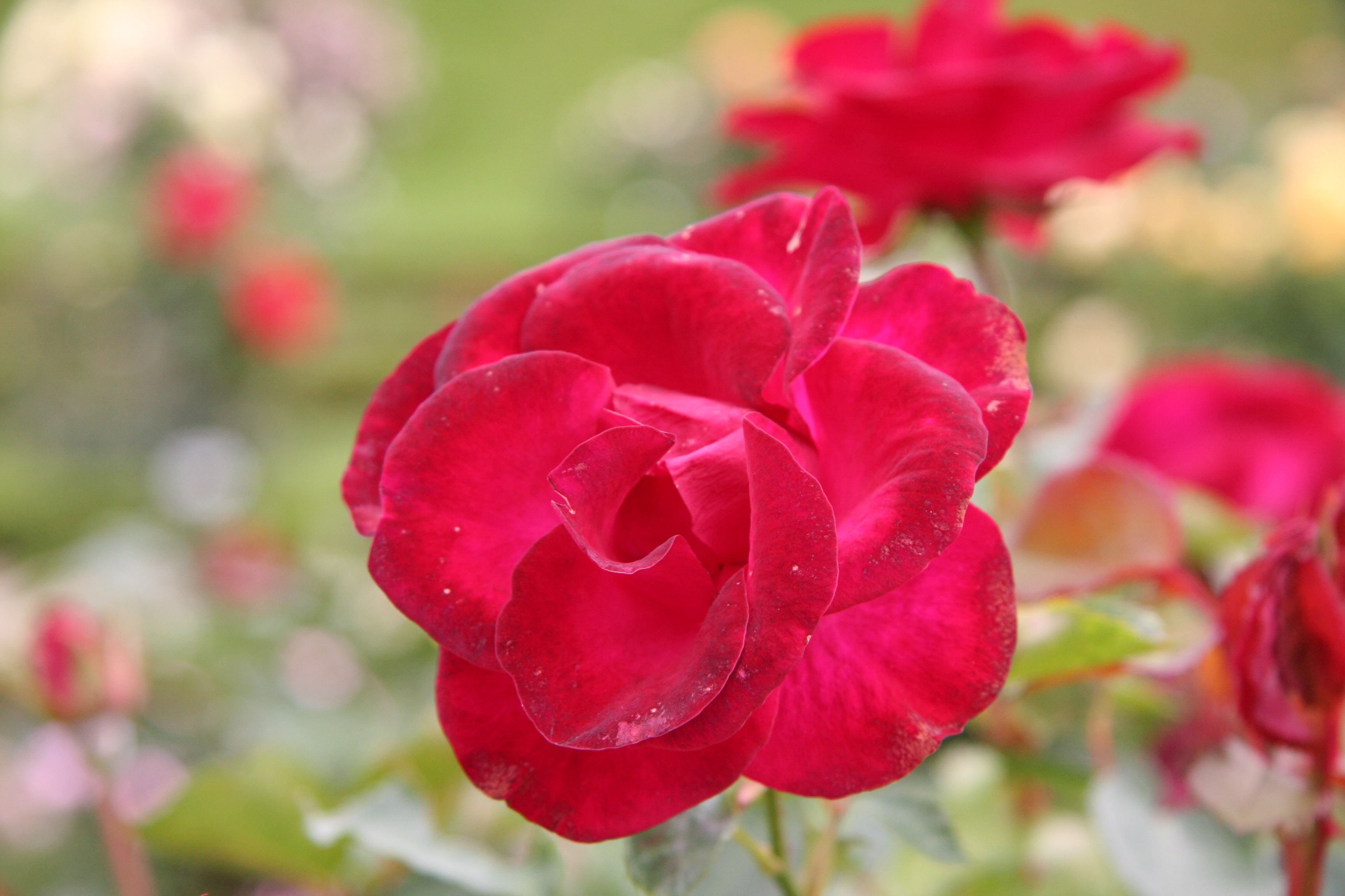 Rose Wettra 20070601