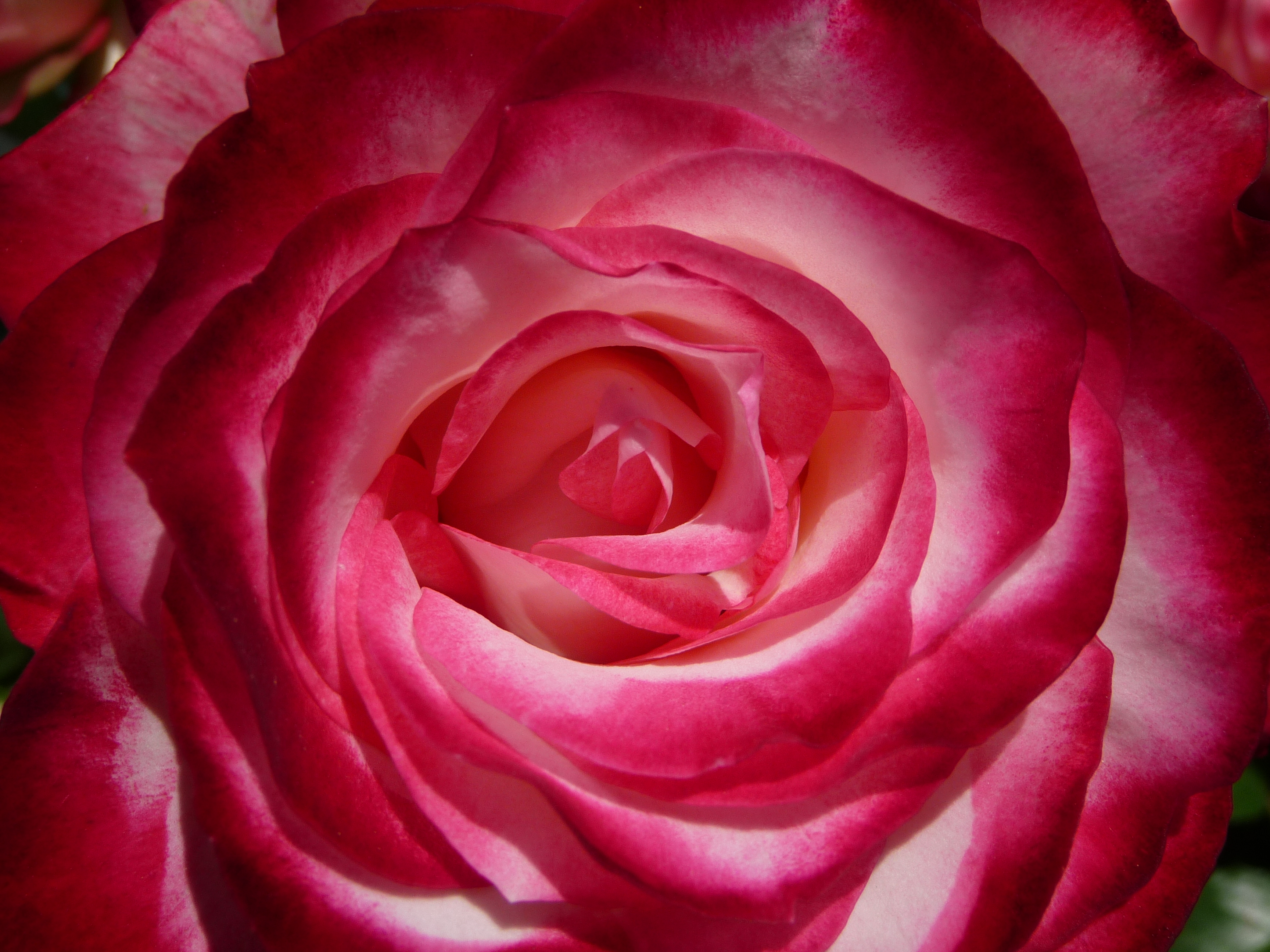 Roserose