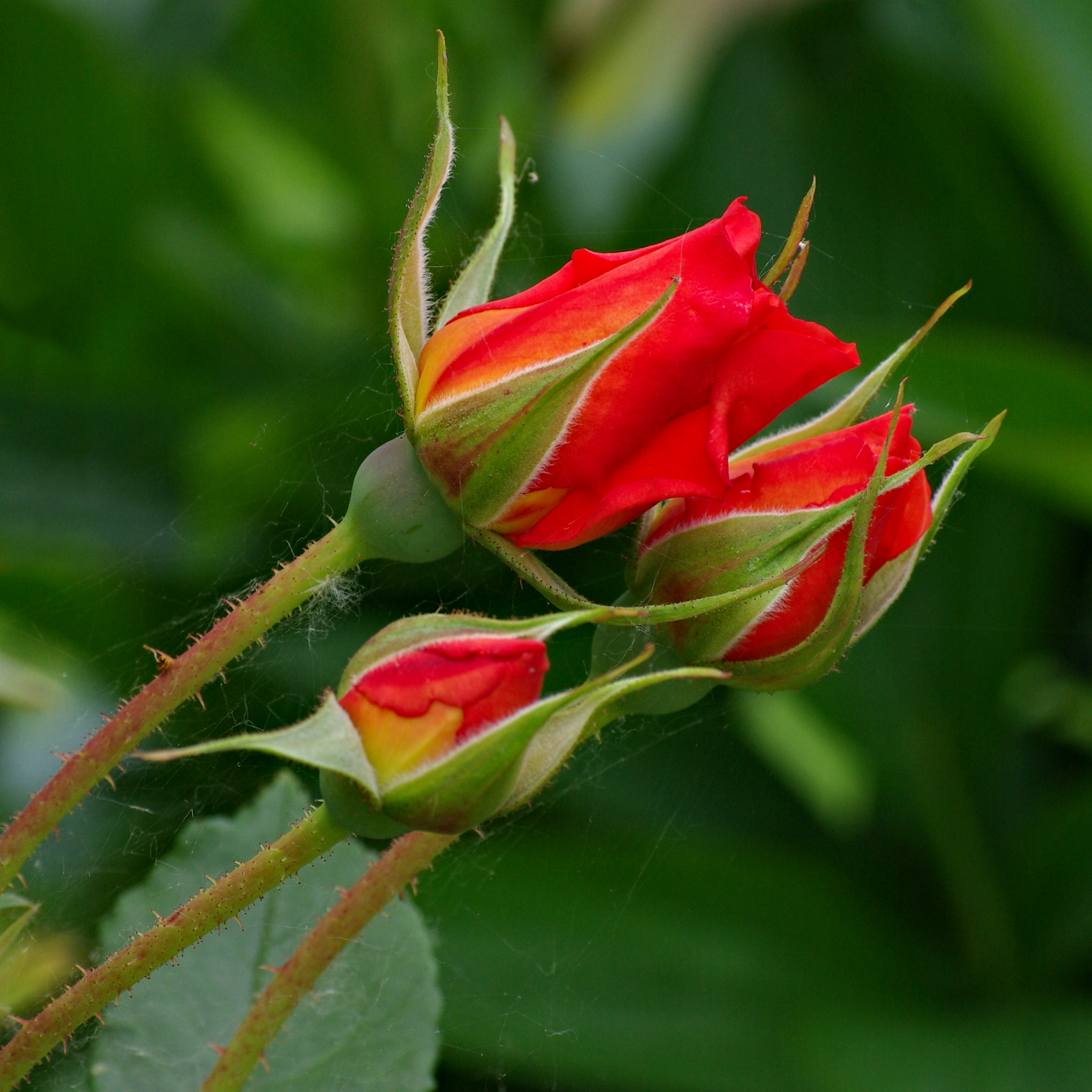 Roses Boutons FR 2012