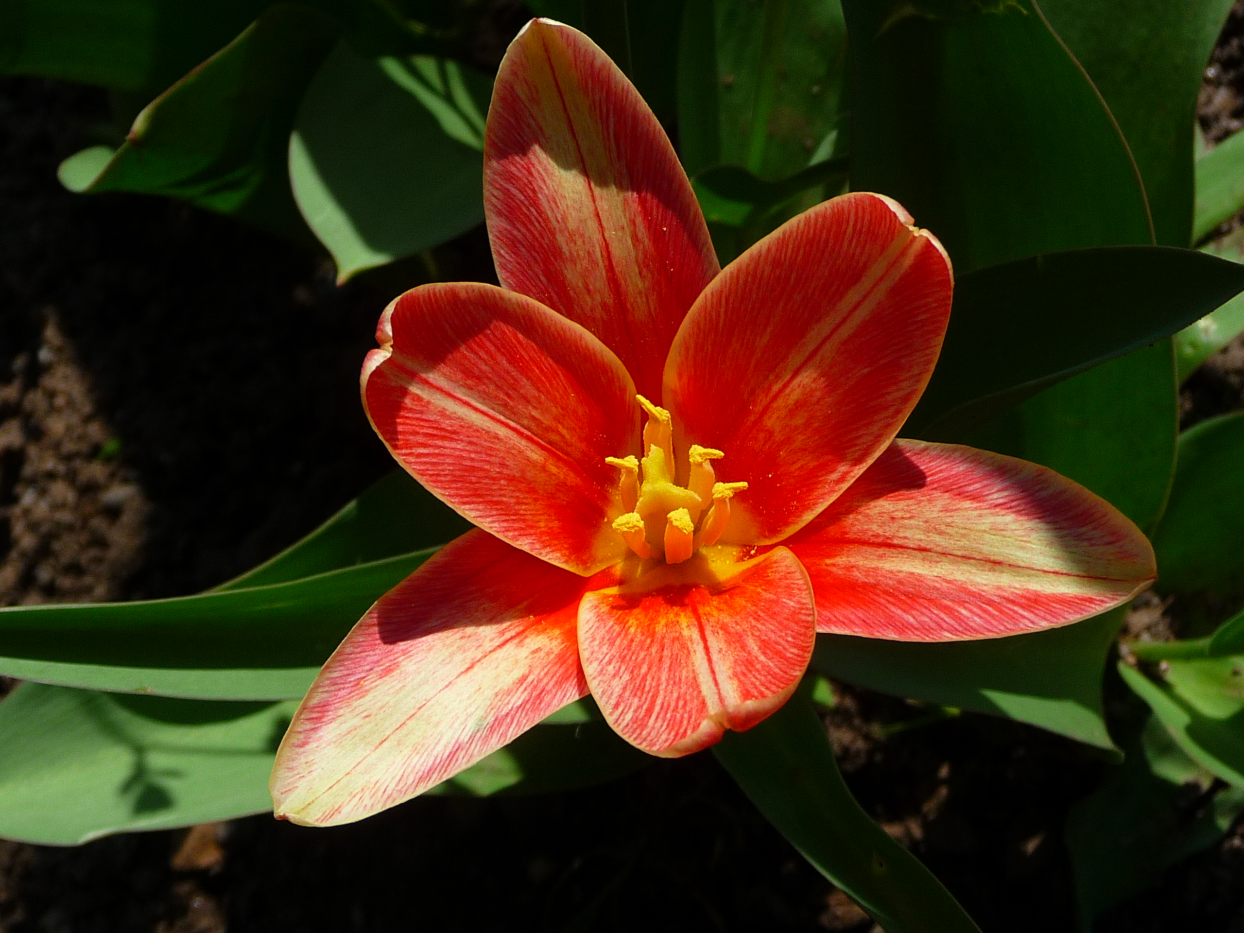 Rote Tulpe Detailaufnahme
