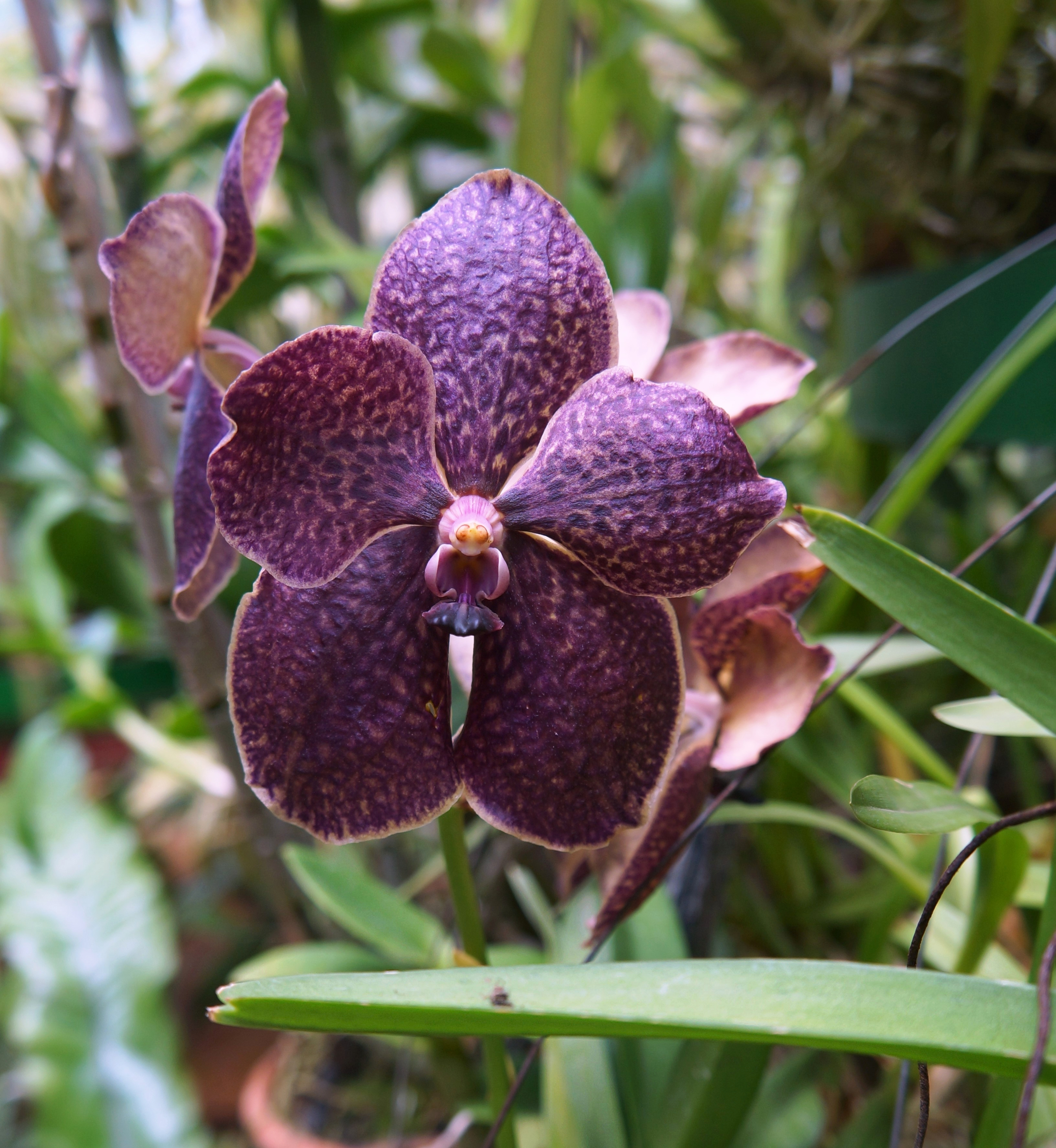 Royal Botanical Gardens serre des orchidées de Peradeniya - Vanda Rocky Blue