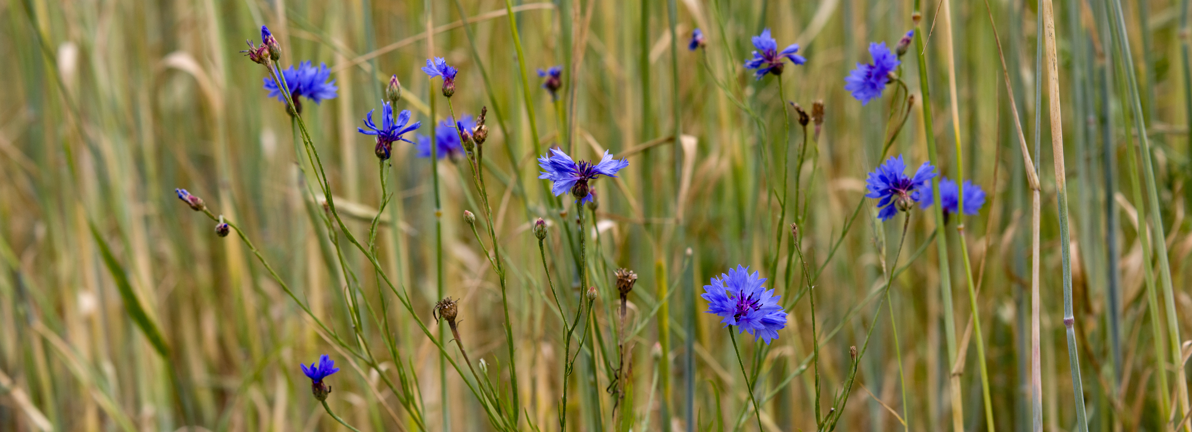 Rukilill - Centaurea cyanus