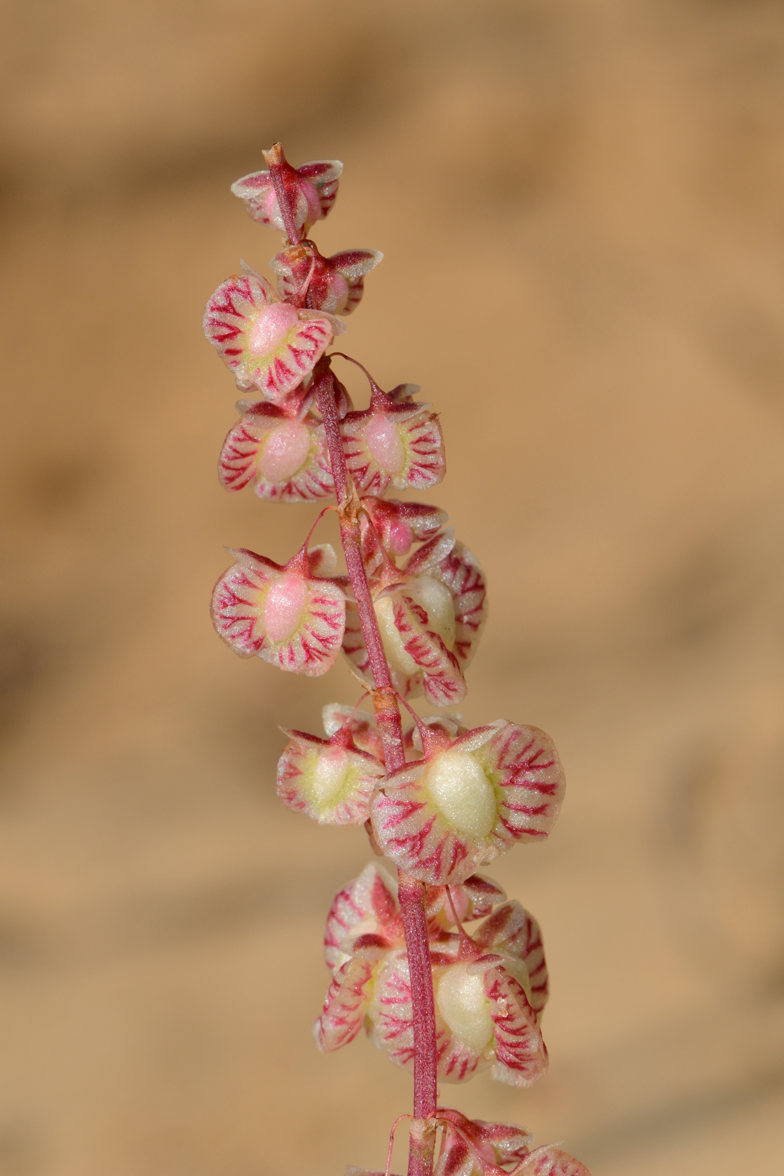Rumex pictus 1
