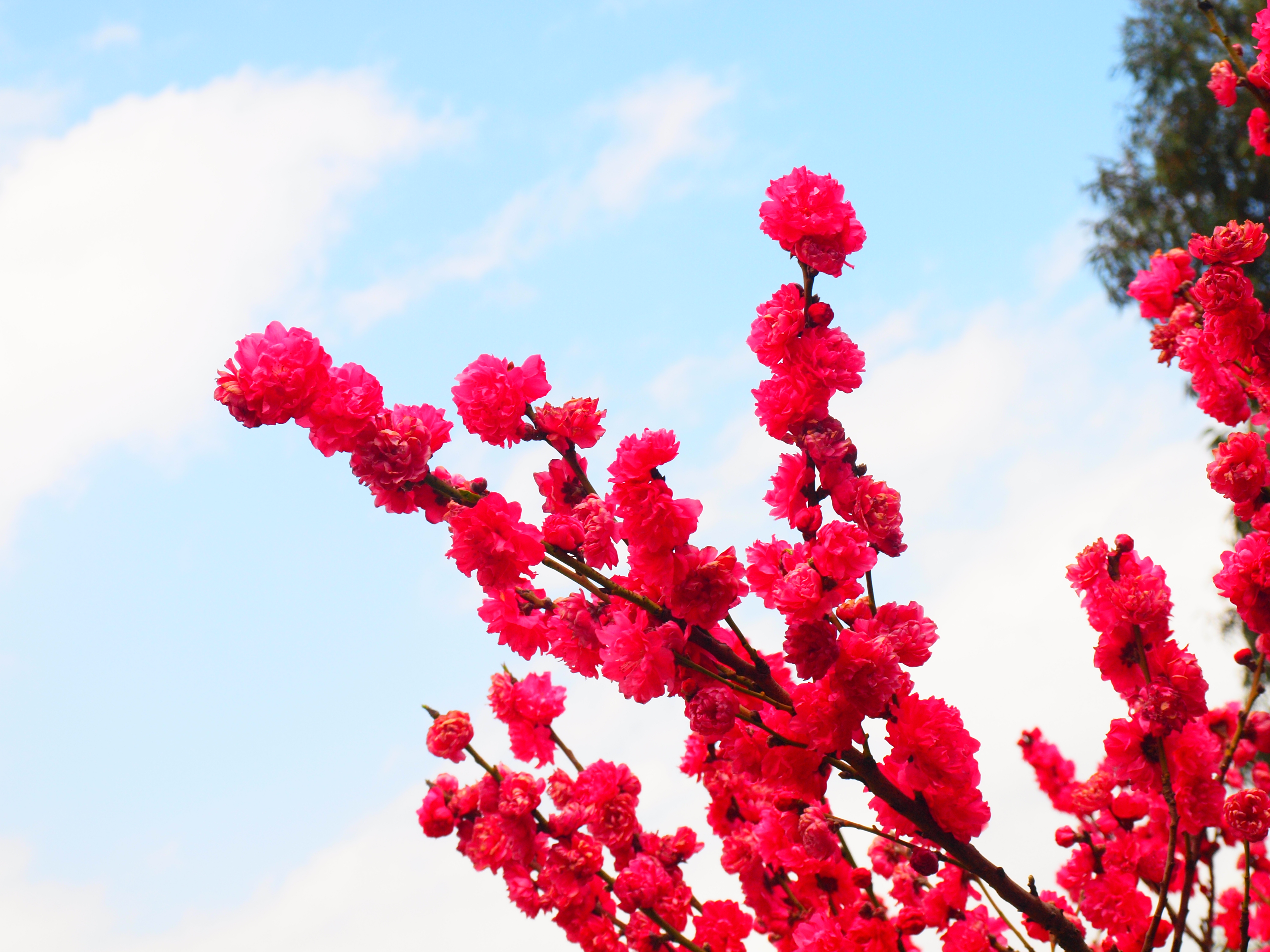 Sakura in Kunming, China (2)
