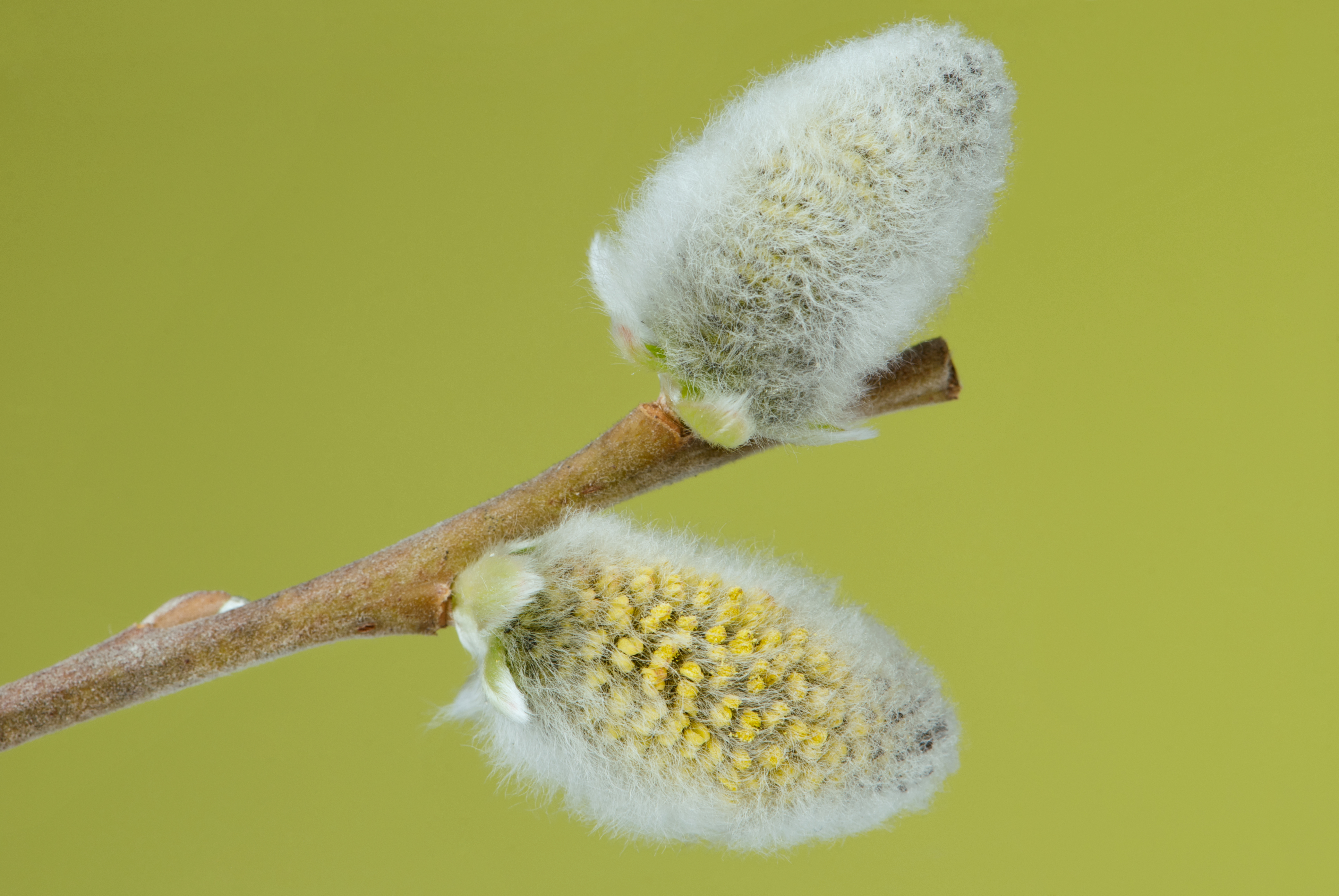 Salix caprea 03