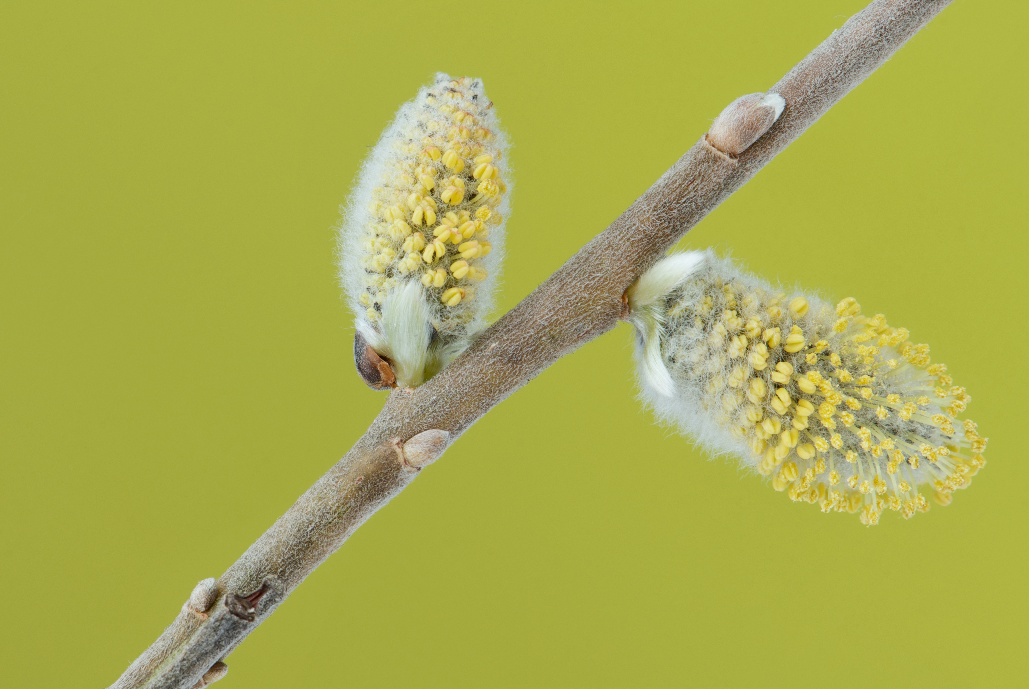 Salix caprea 04