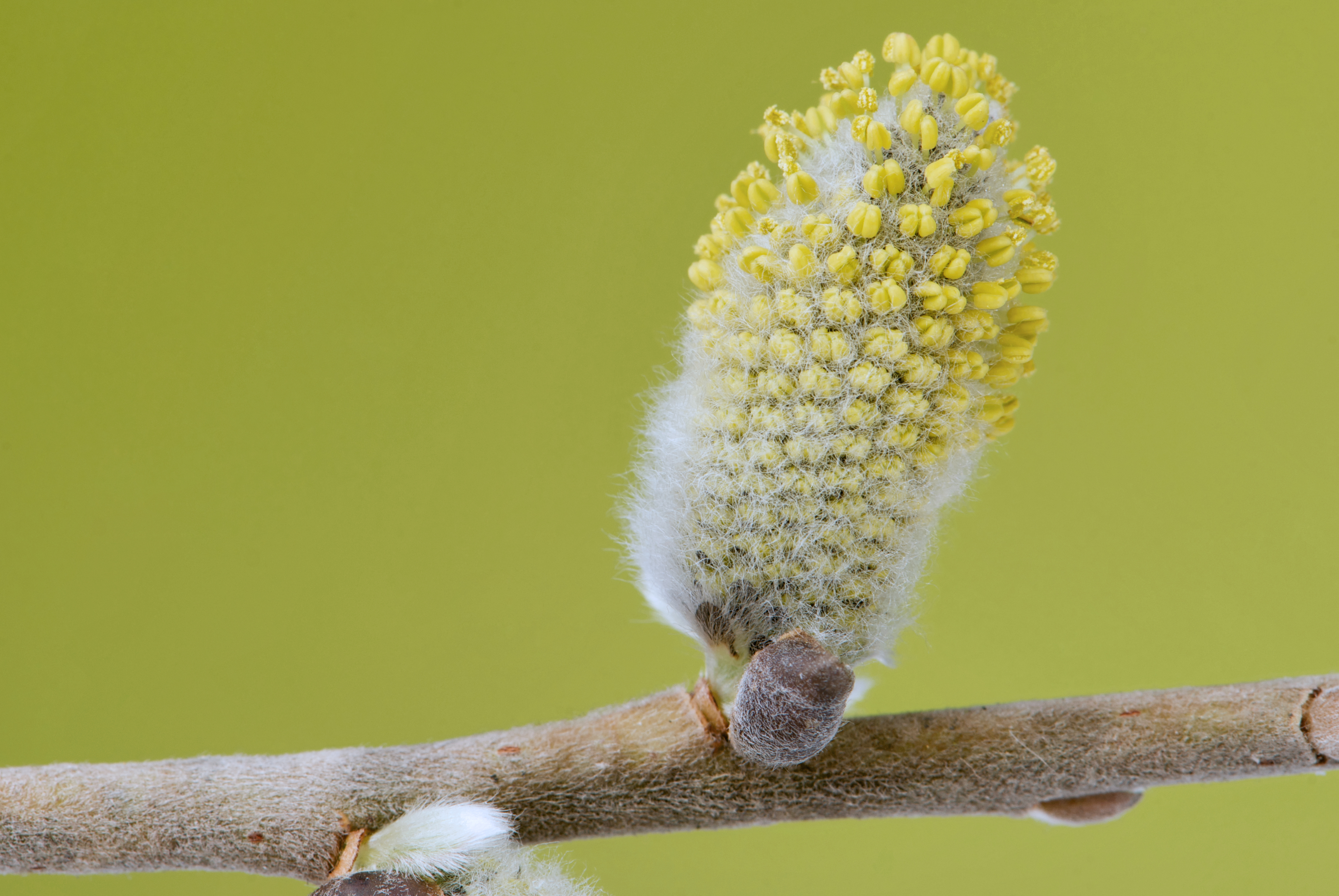 Salix caprea 05
