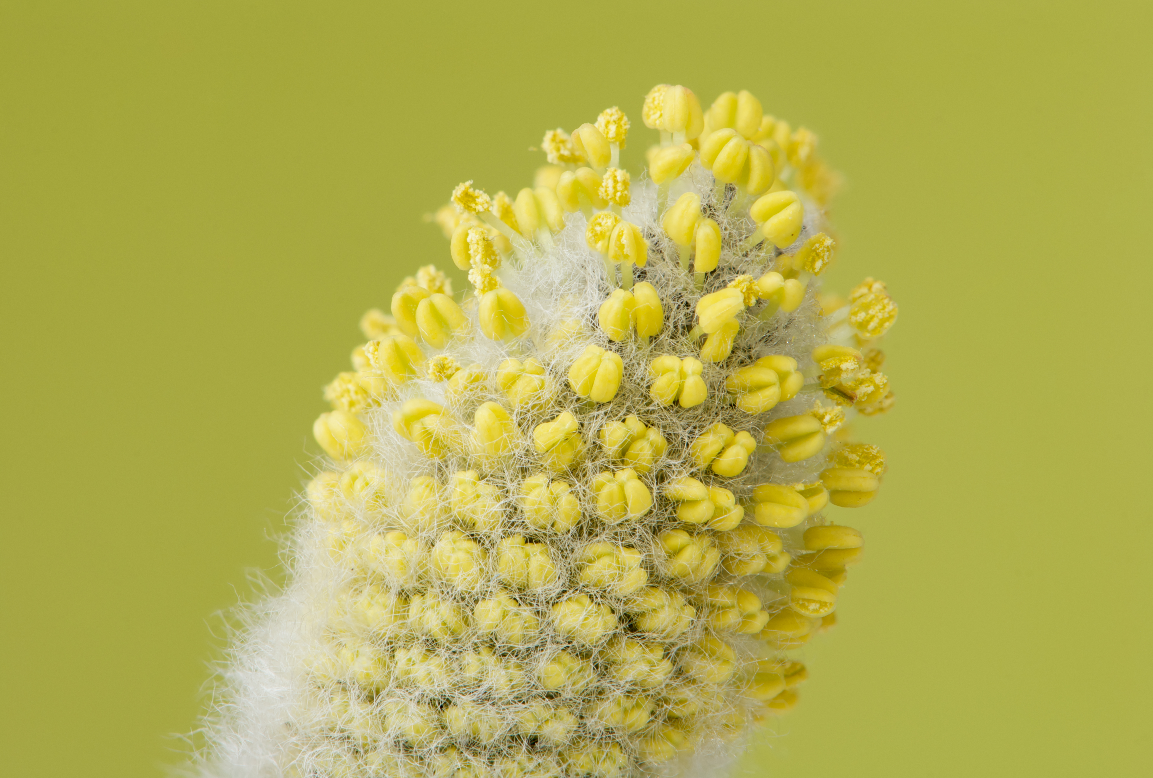Salix caprea 06