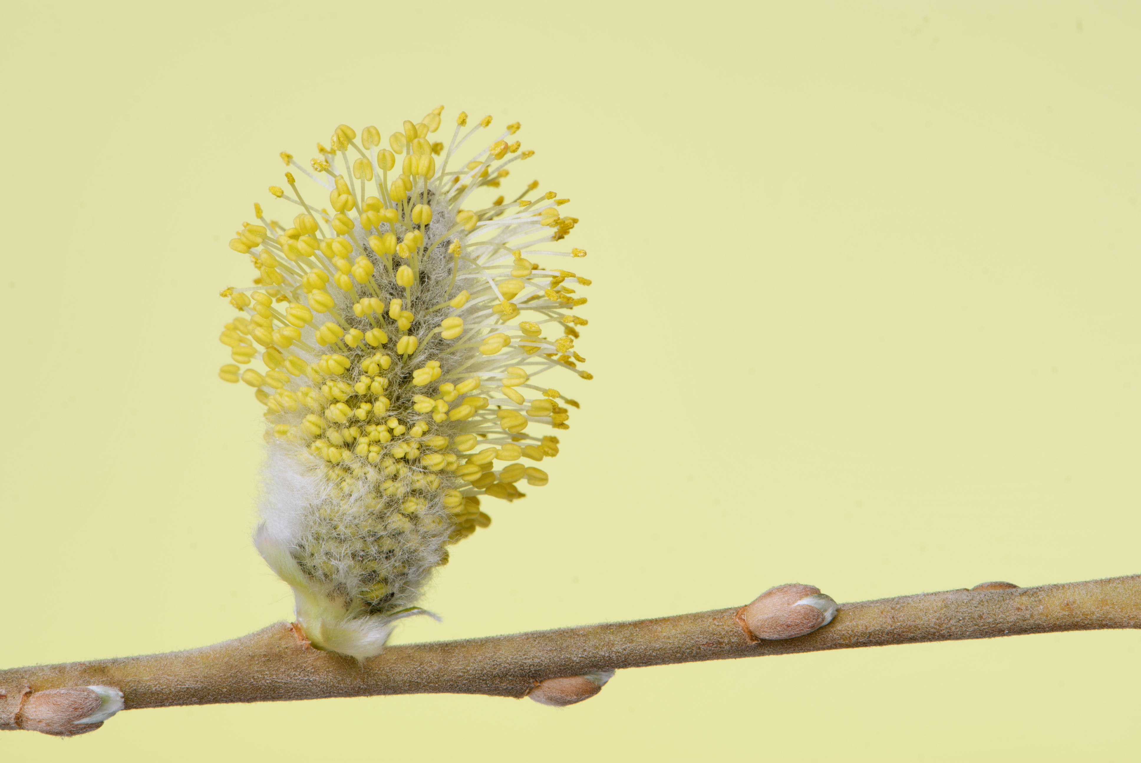 Salix caprea 07