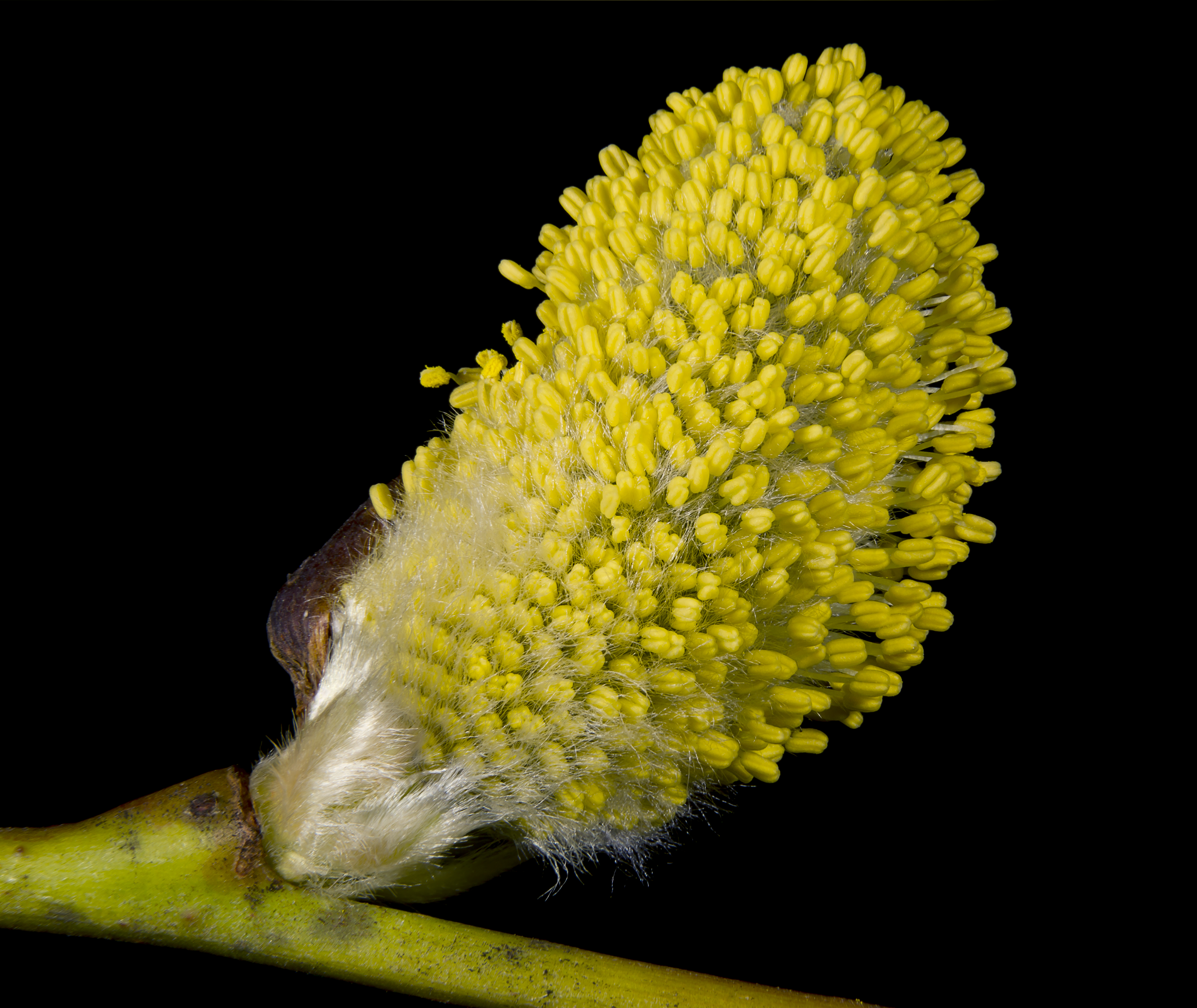 Salix caprea Male