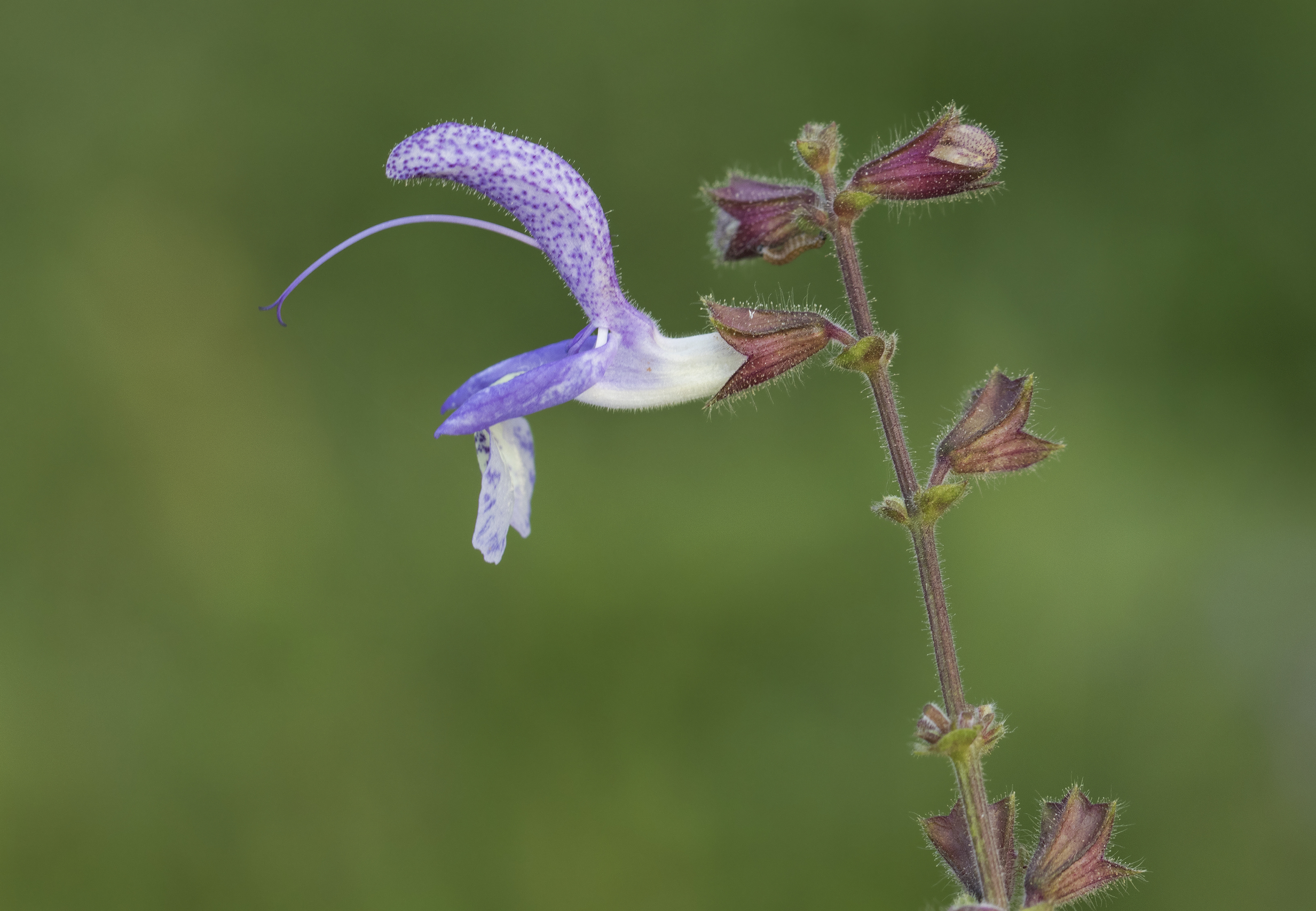 Salvia forsskaolei - Balkan sage, Giresun 2016 03-1