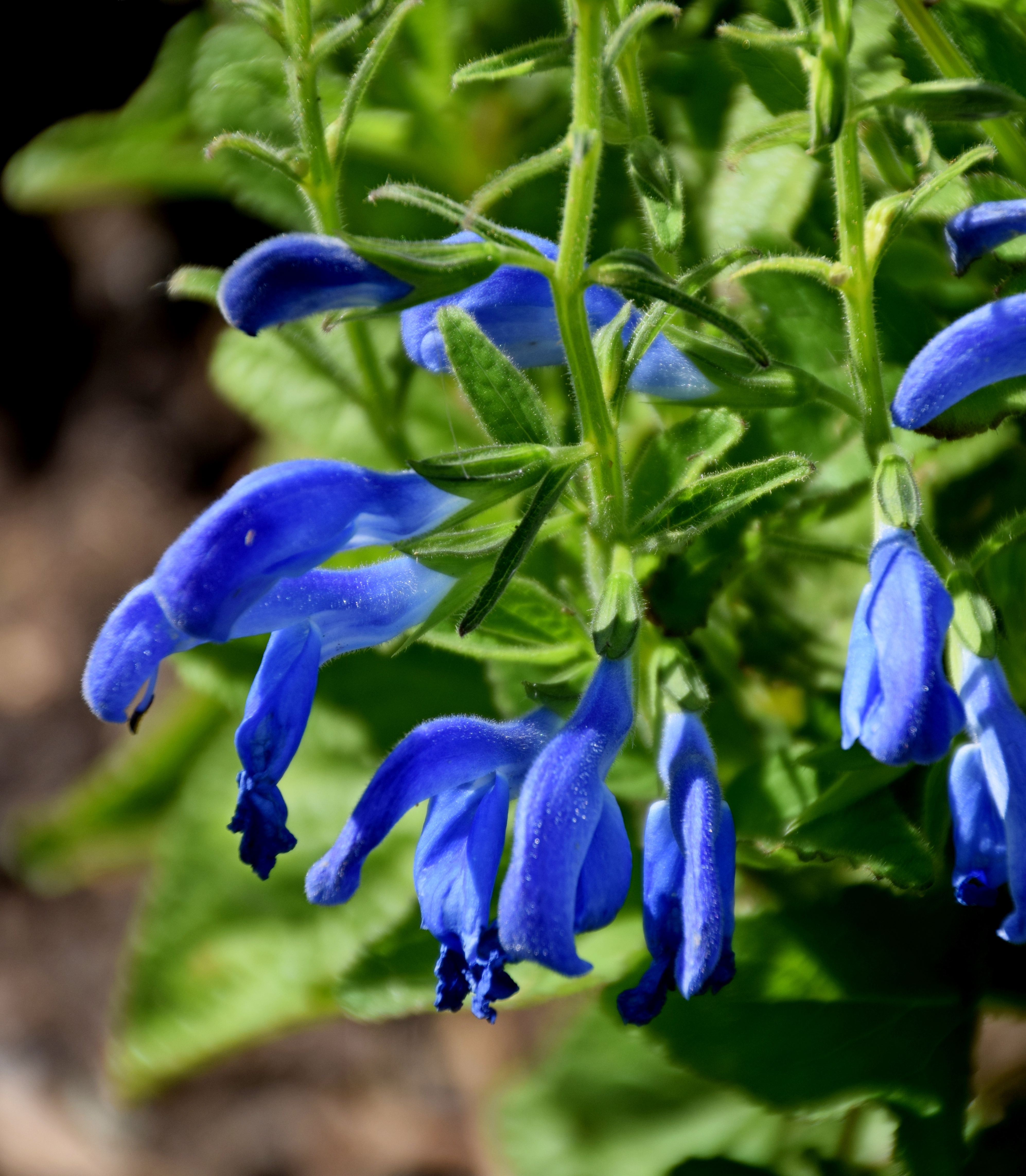 Salvia pratensis 'Skyline' in Jardin des Plantes de Toulouse 03