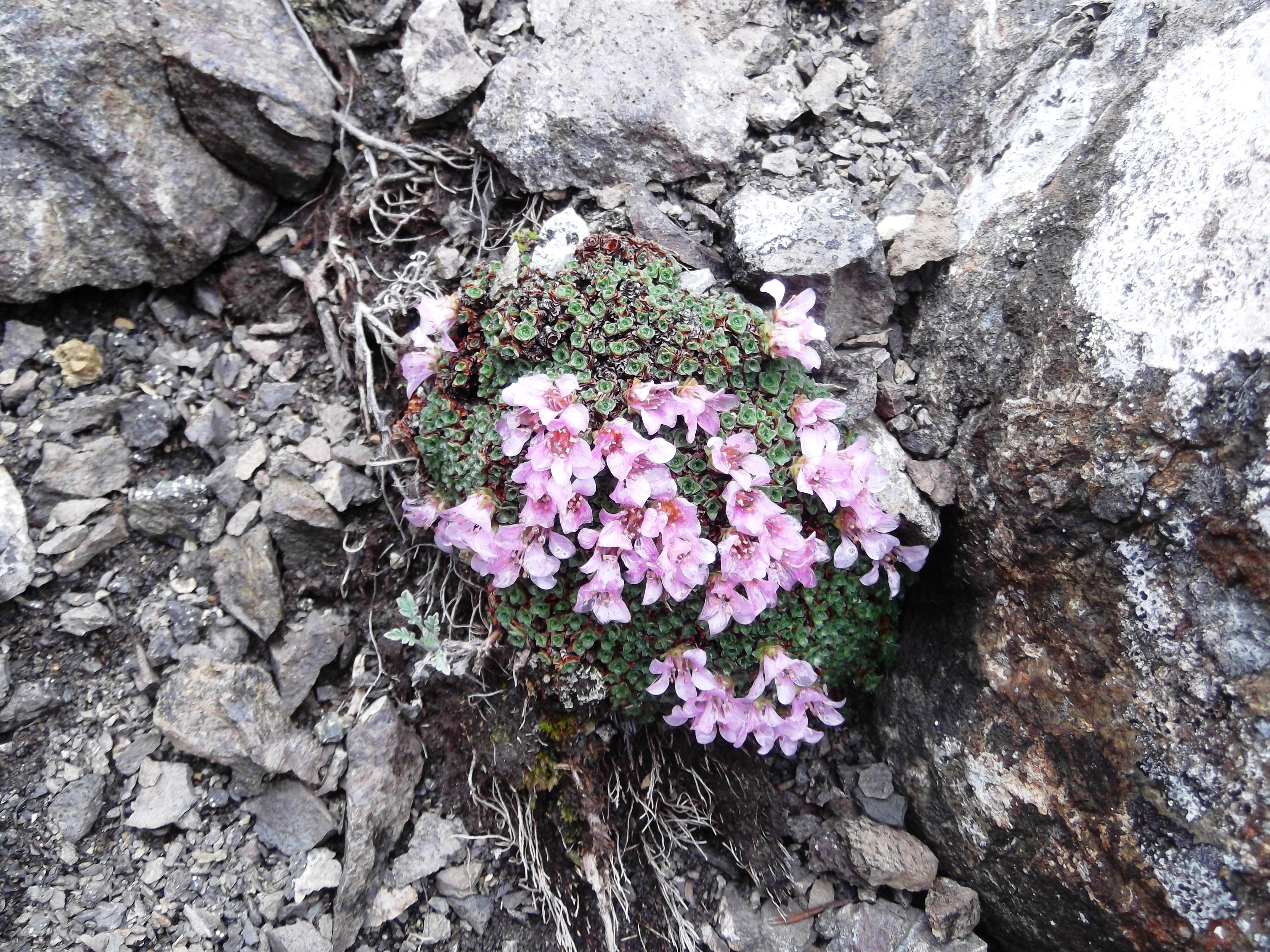 Saxifraga oppositifolia - Flickr - brewbooks