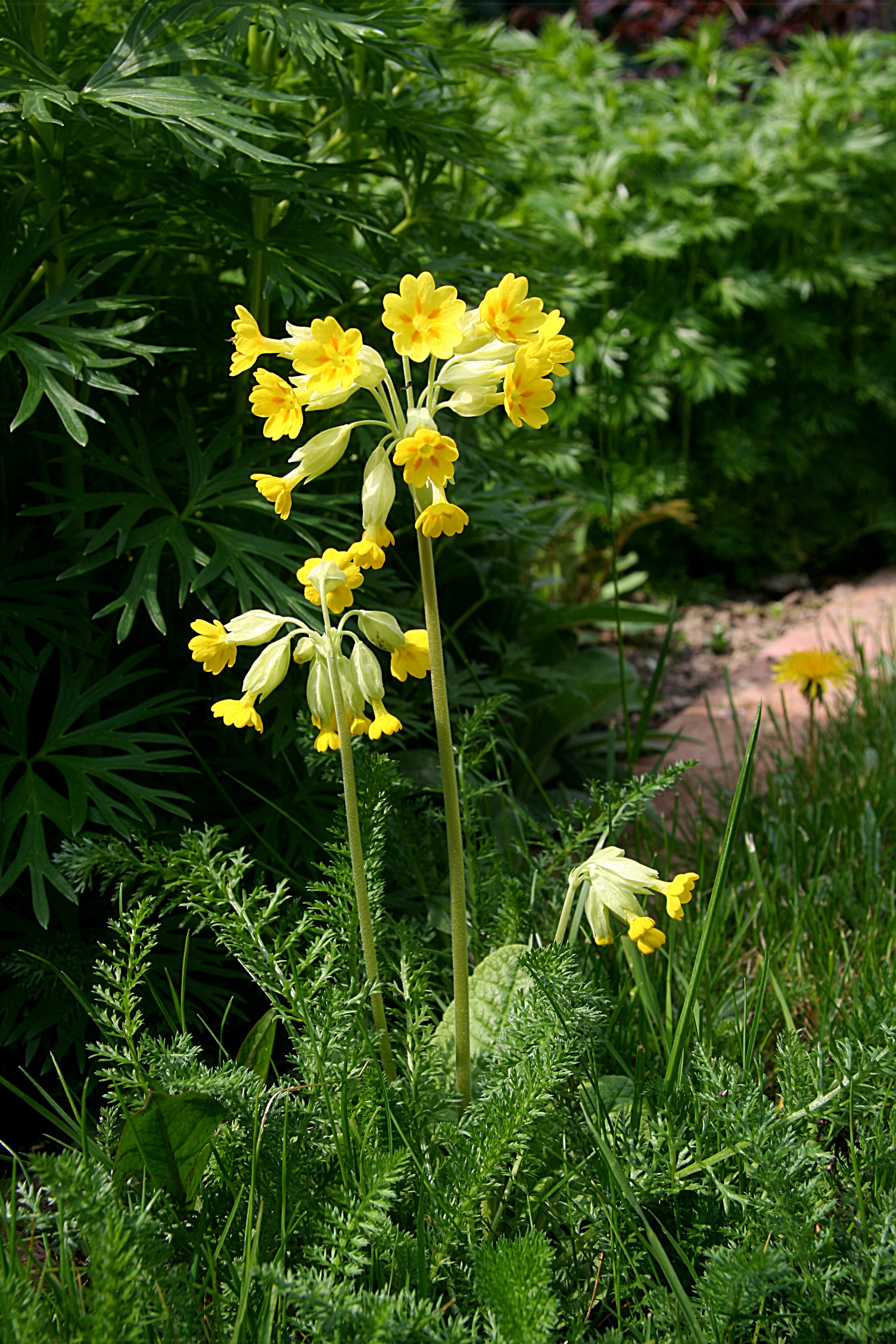Schlüsselblume (2008-04-26 Sp)