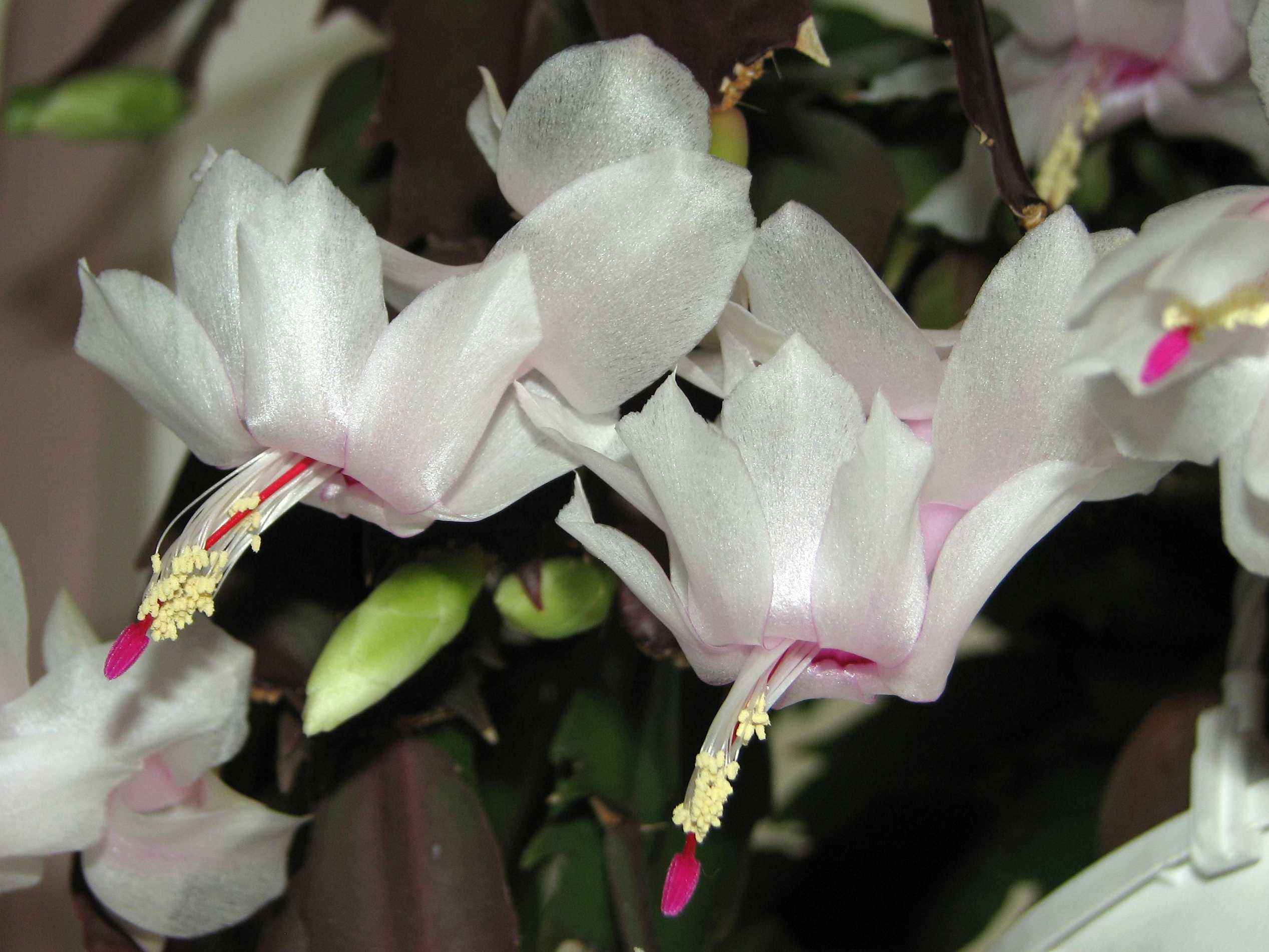 Schlumbergera 'Witte Eva' 05