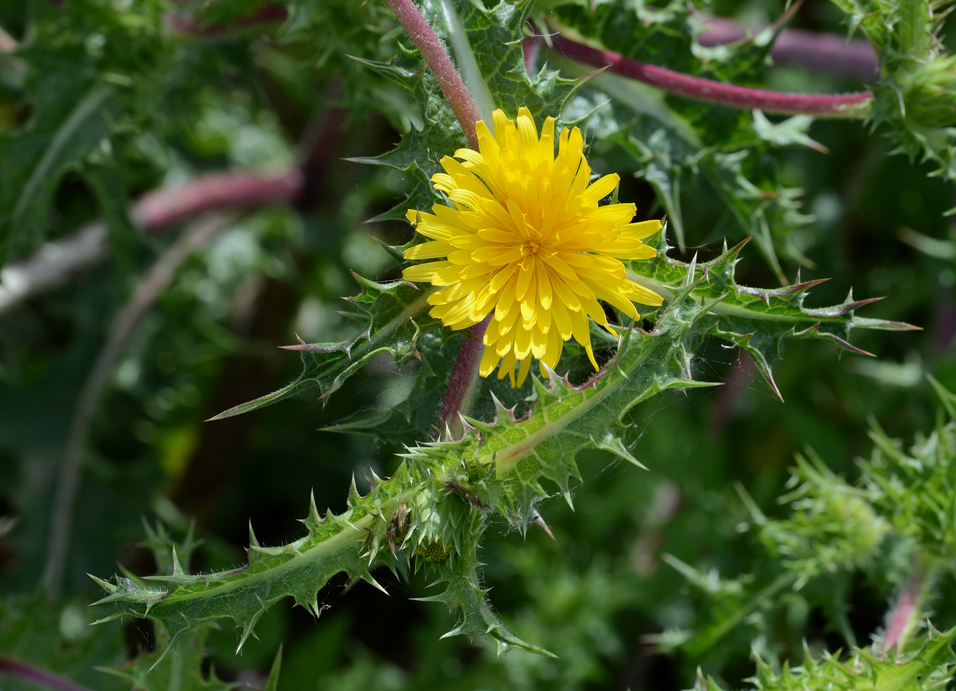 Scolymus April 2013-2