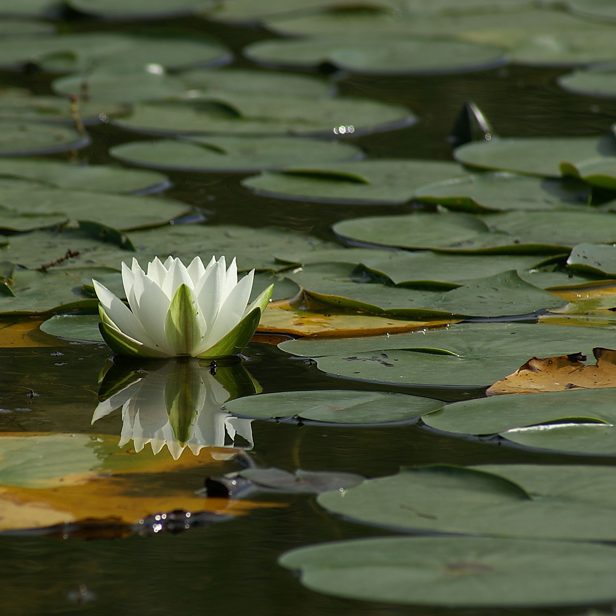 Seerose Nymphaea 1