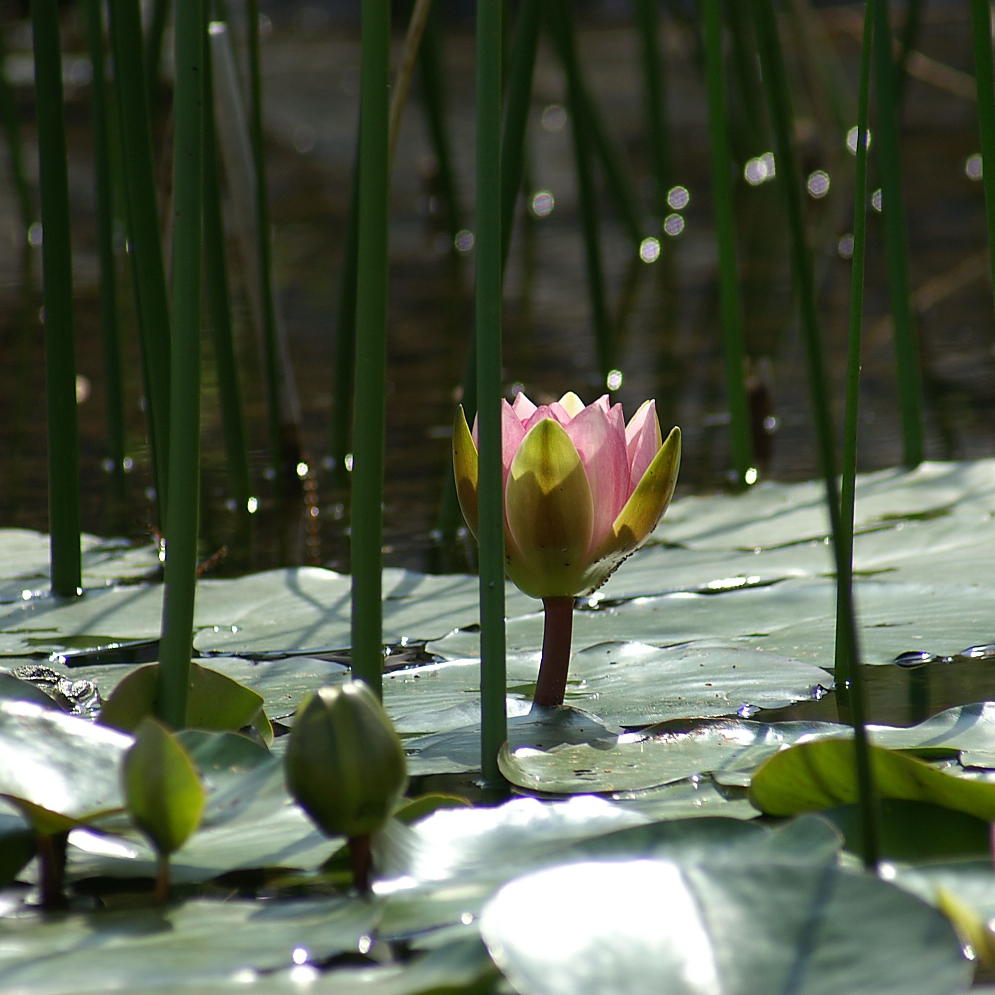 SeeroseNymphaea2