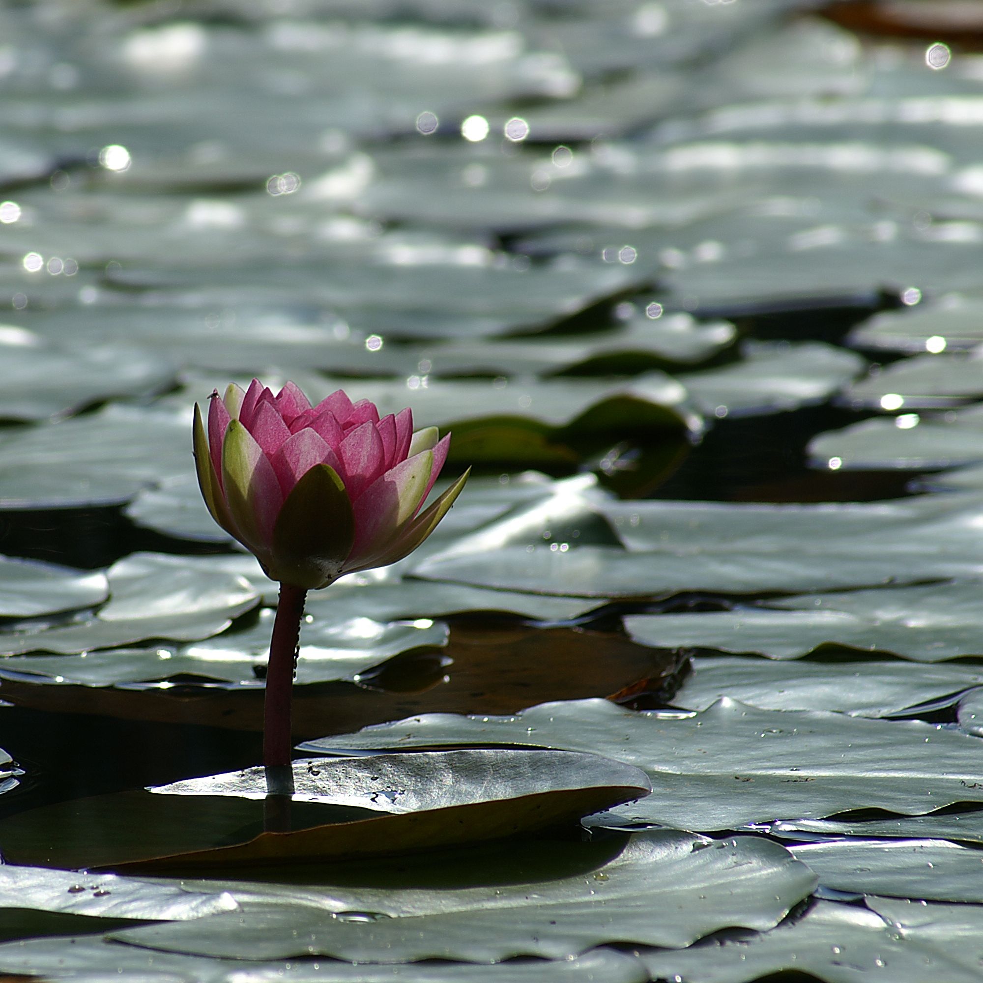 SeeroseNymphaea3