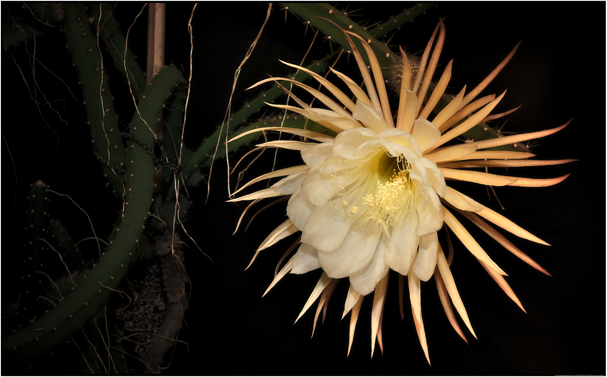 Selenicereus coniflorus (9198233445)