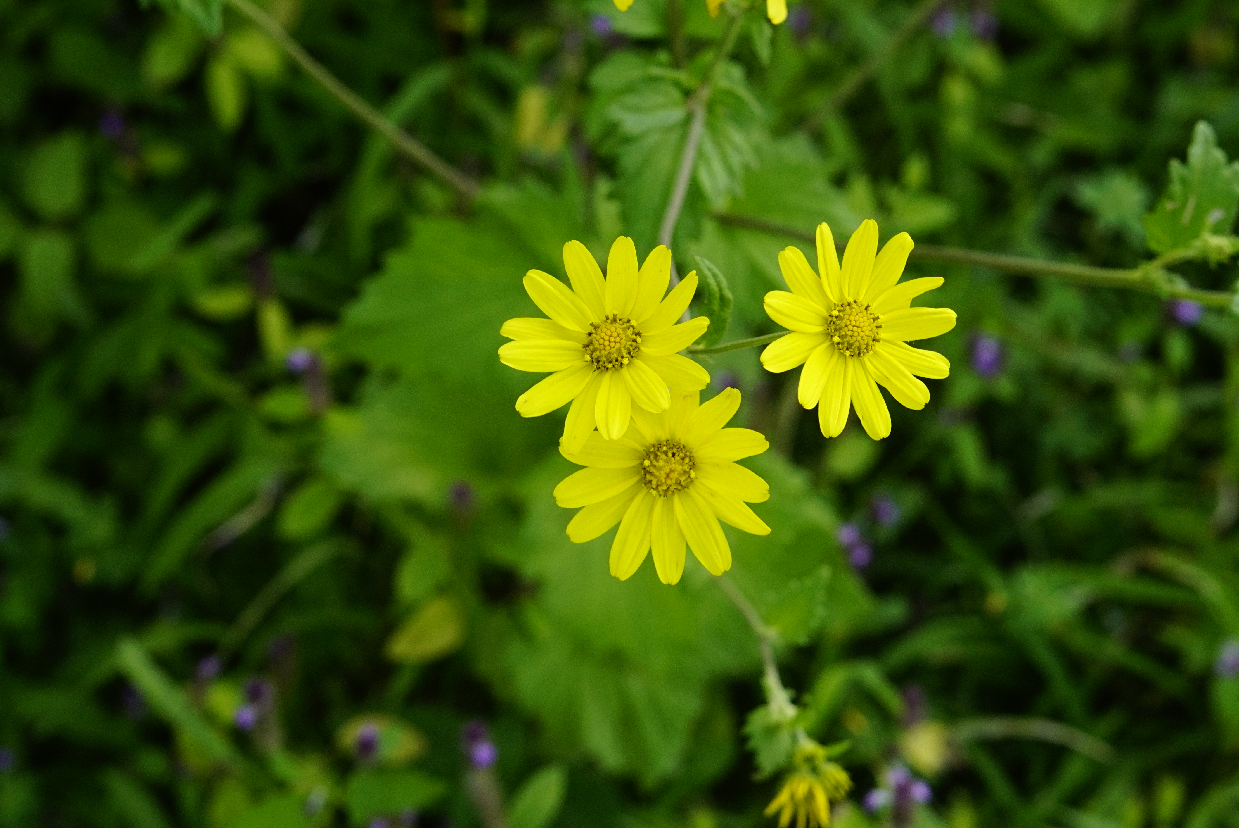Senecio bombayensis 1479