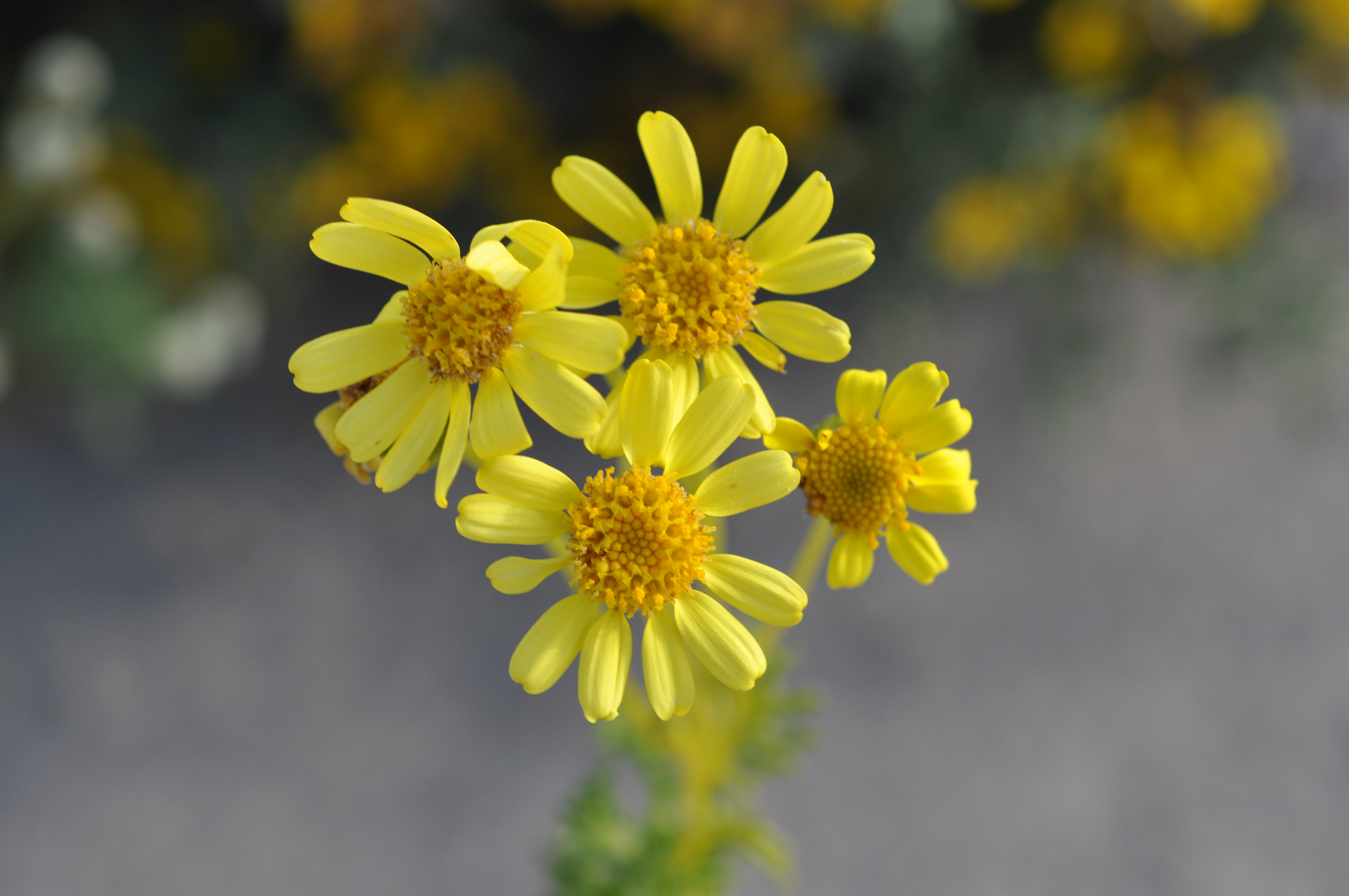 Senecio sp. Desierto Florido 2011 sector costero Huasco