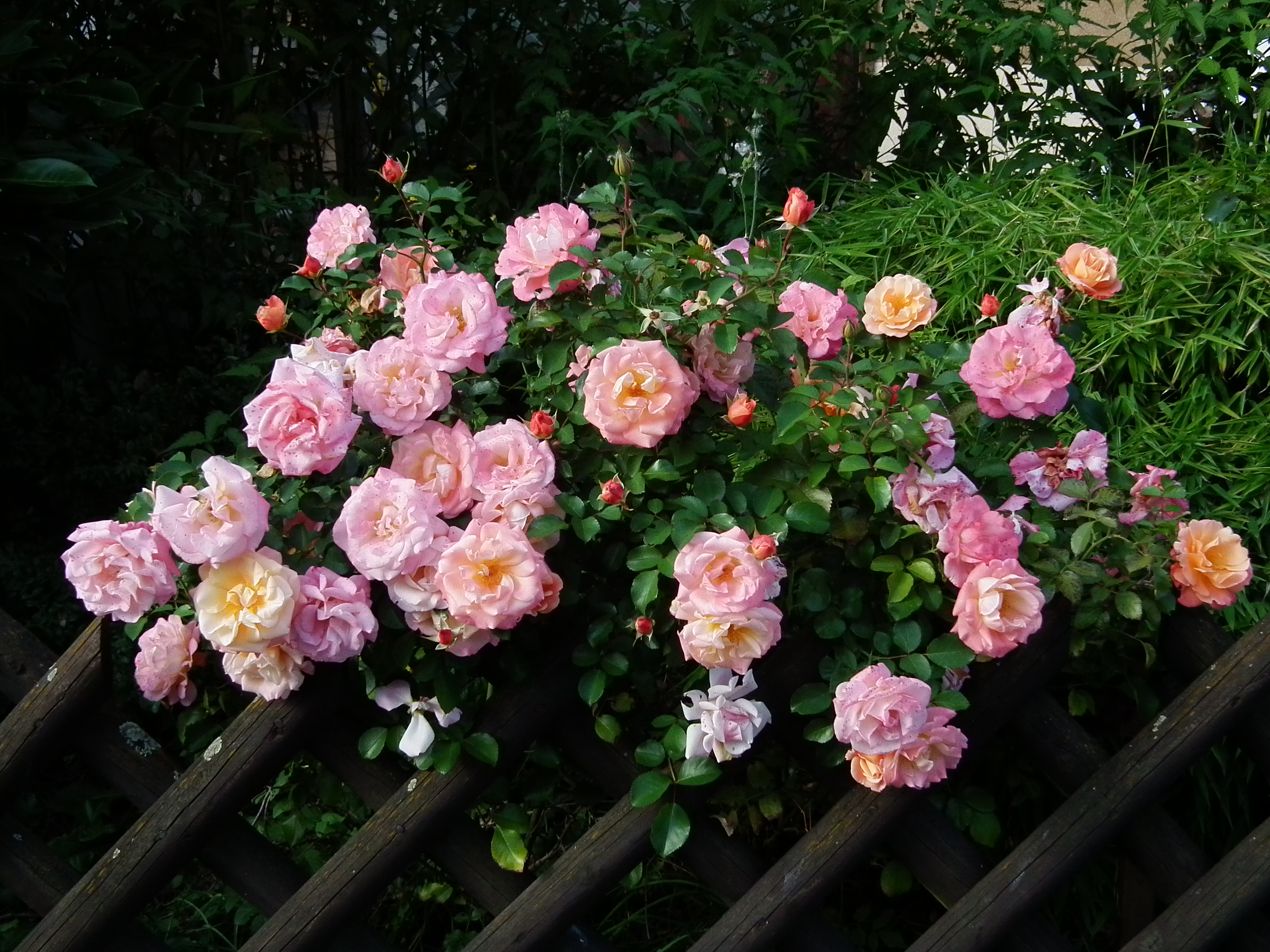 September-Rosen