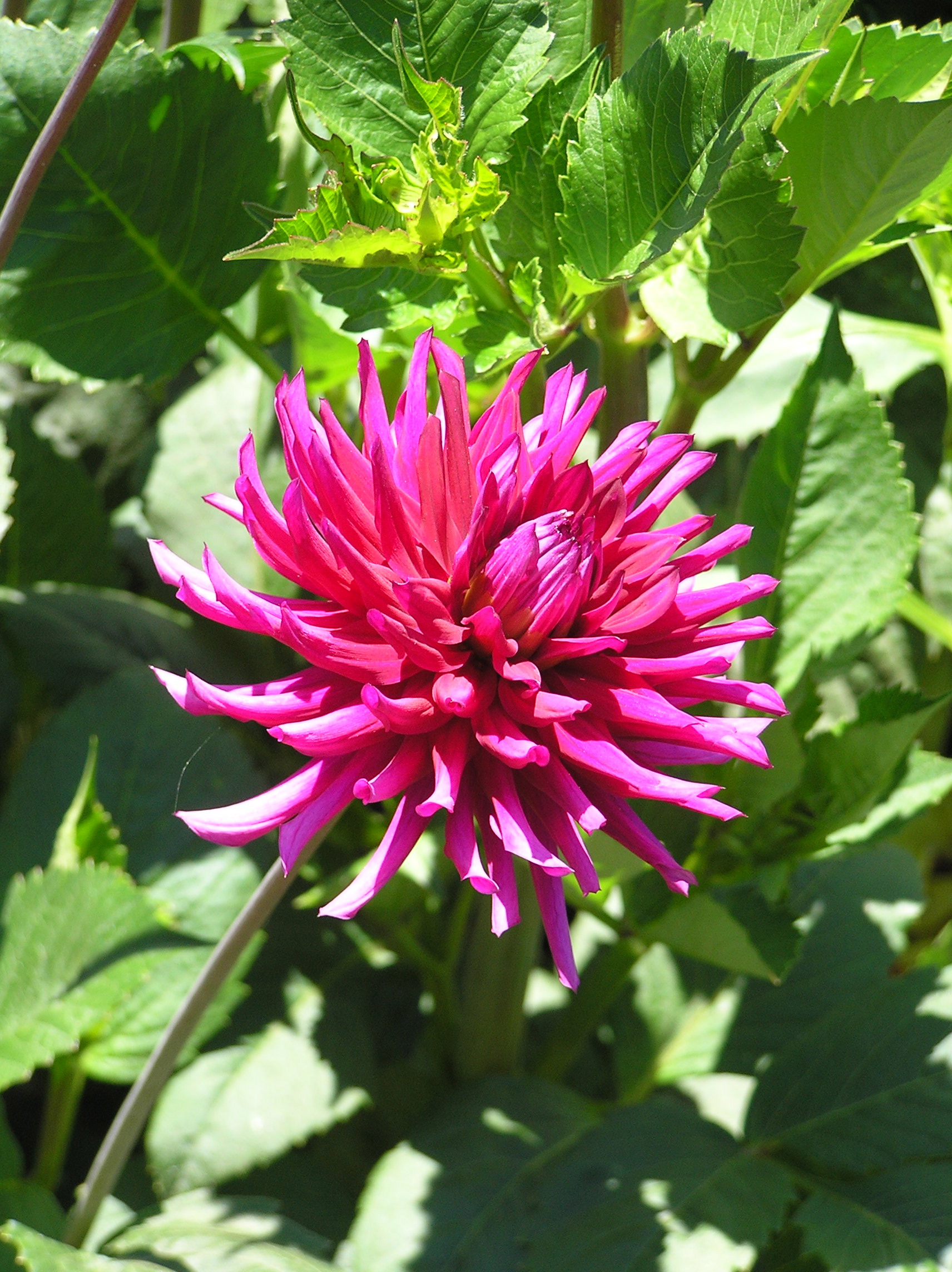 SF Dahlia