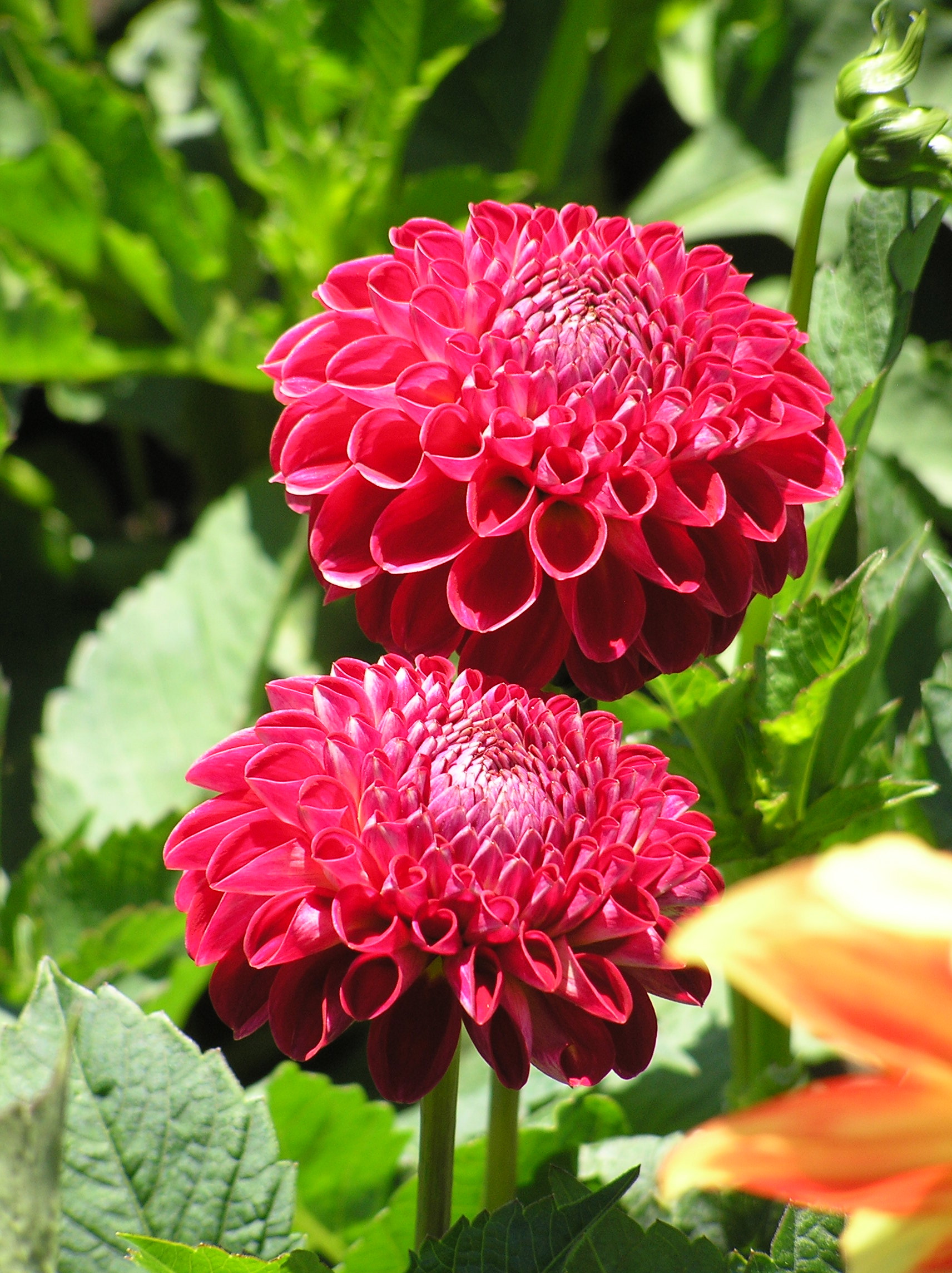 SF Dahlia2