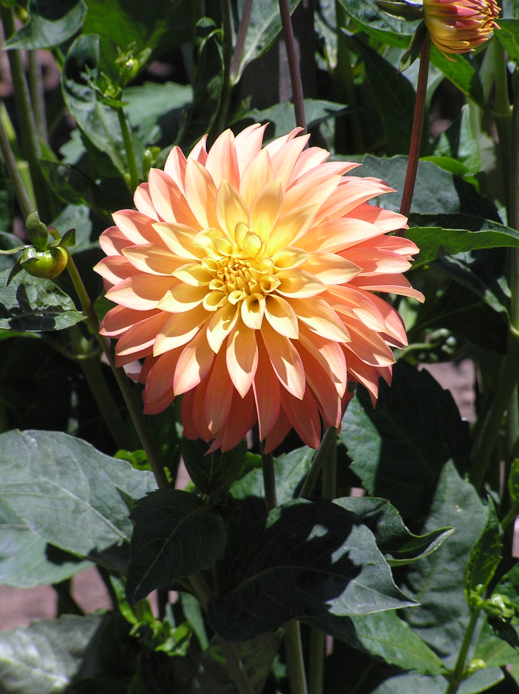 SF Dahlia3