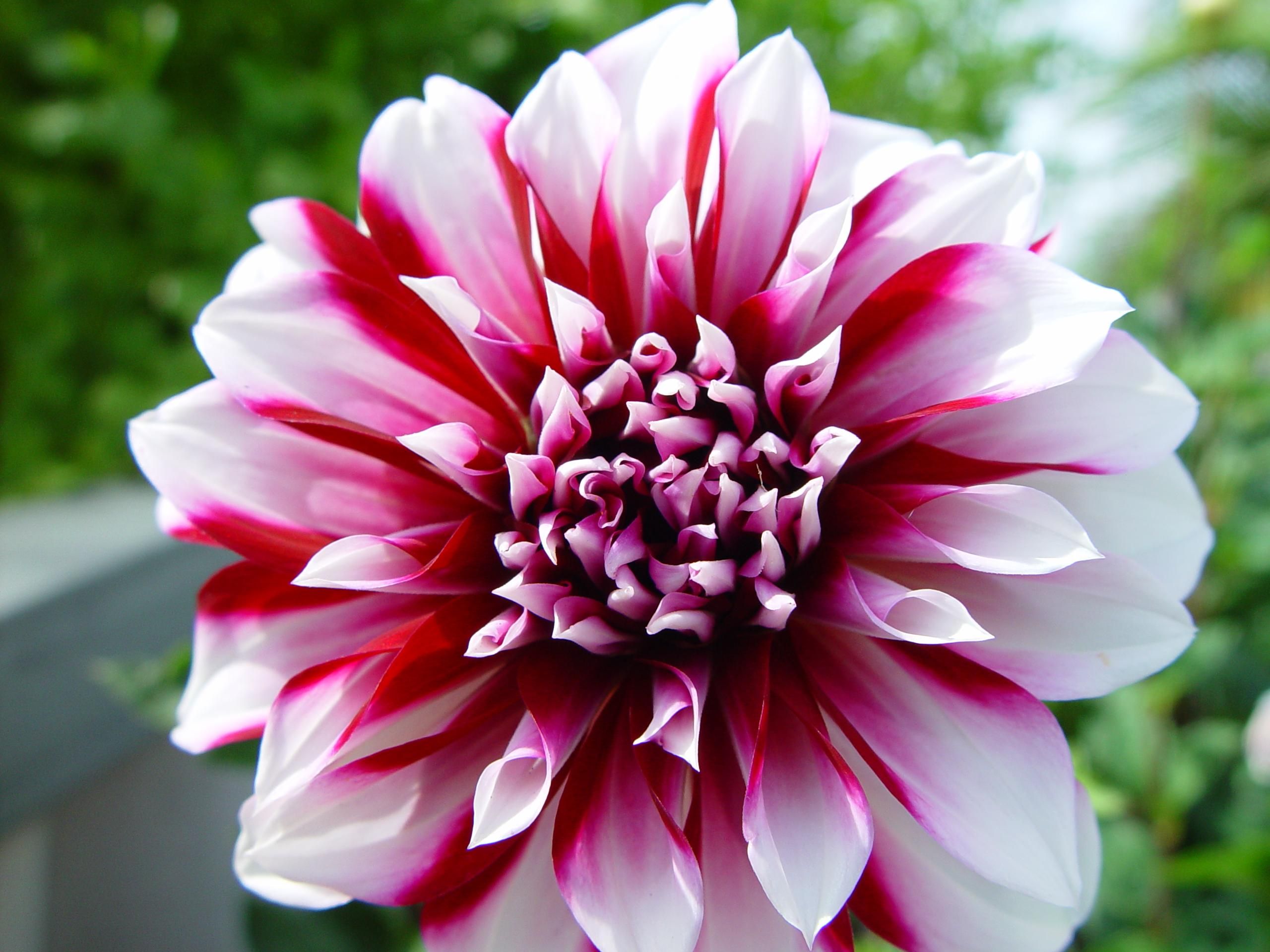Shades of pink