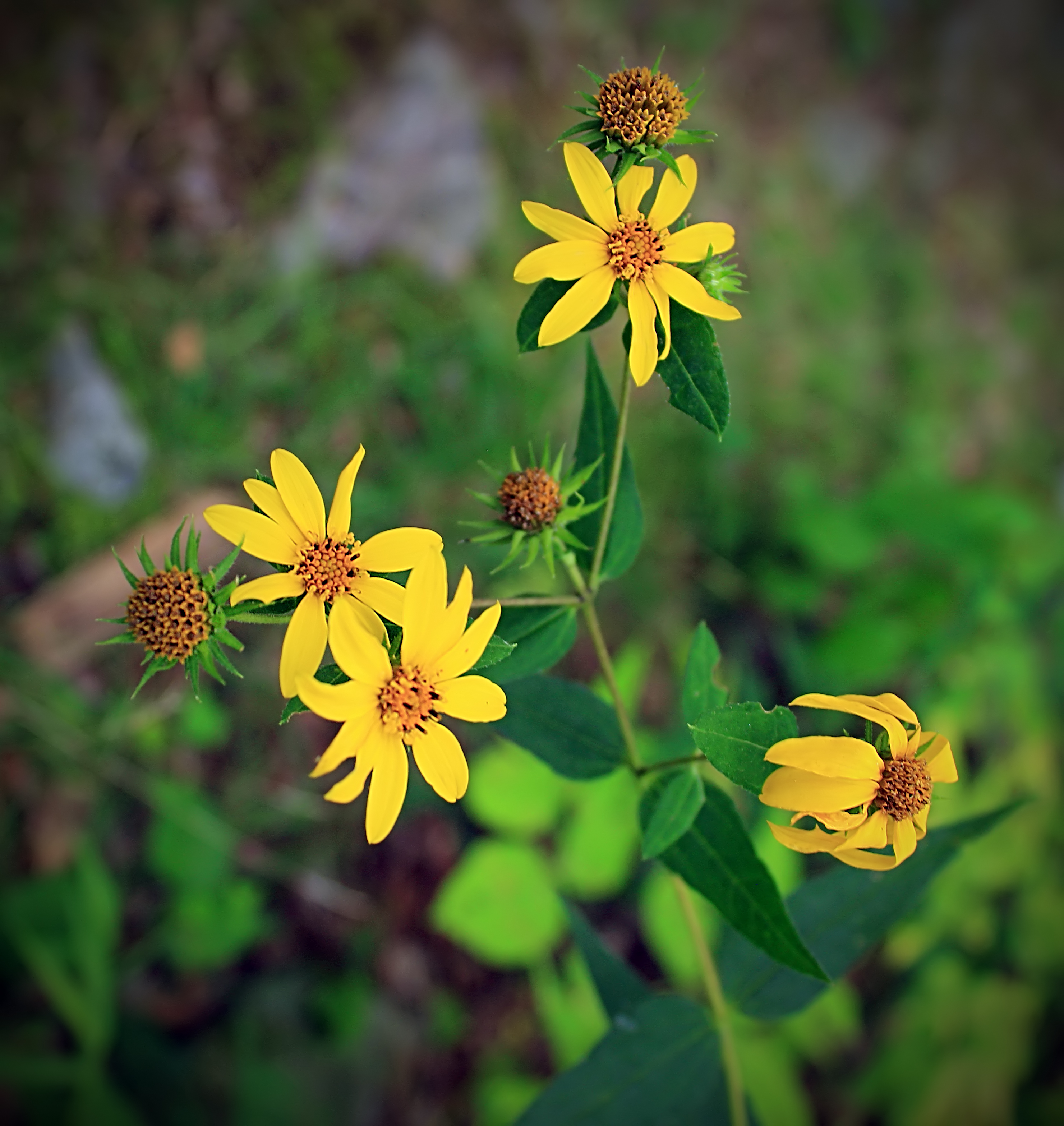Short Hike (10) (20258015499)