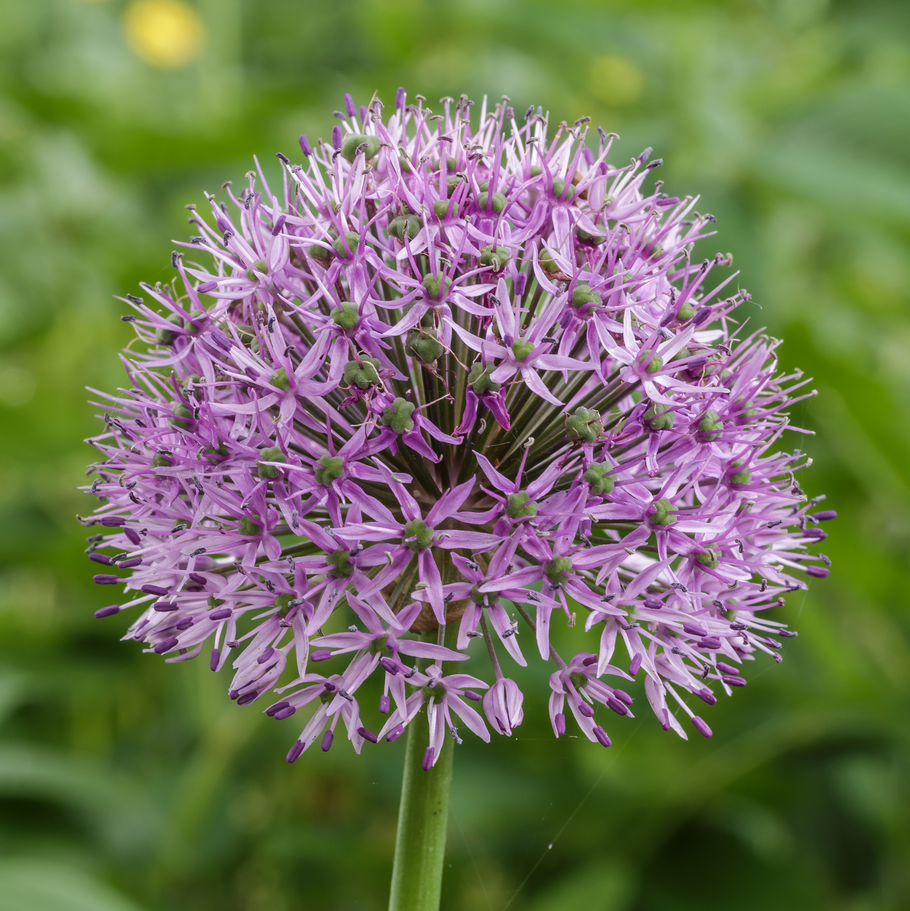 Sierui (Allium). Locatie, Tuinreservaat Jonkervallei 01