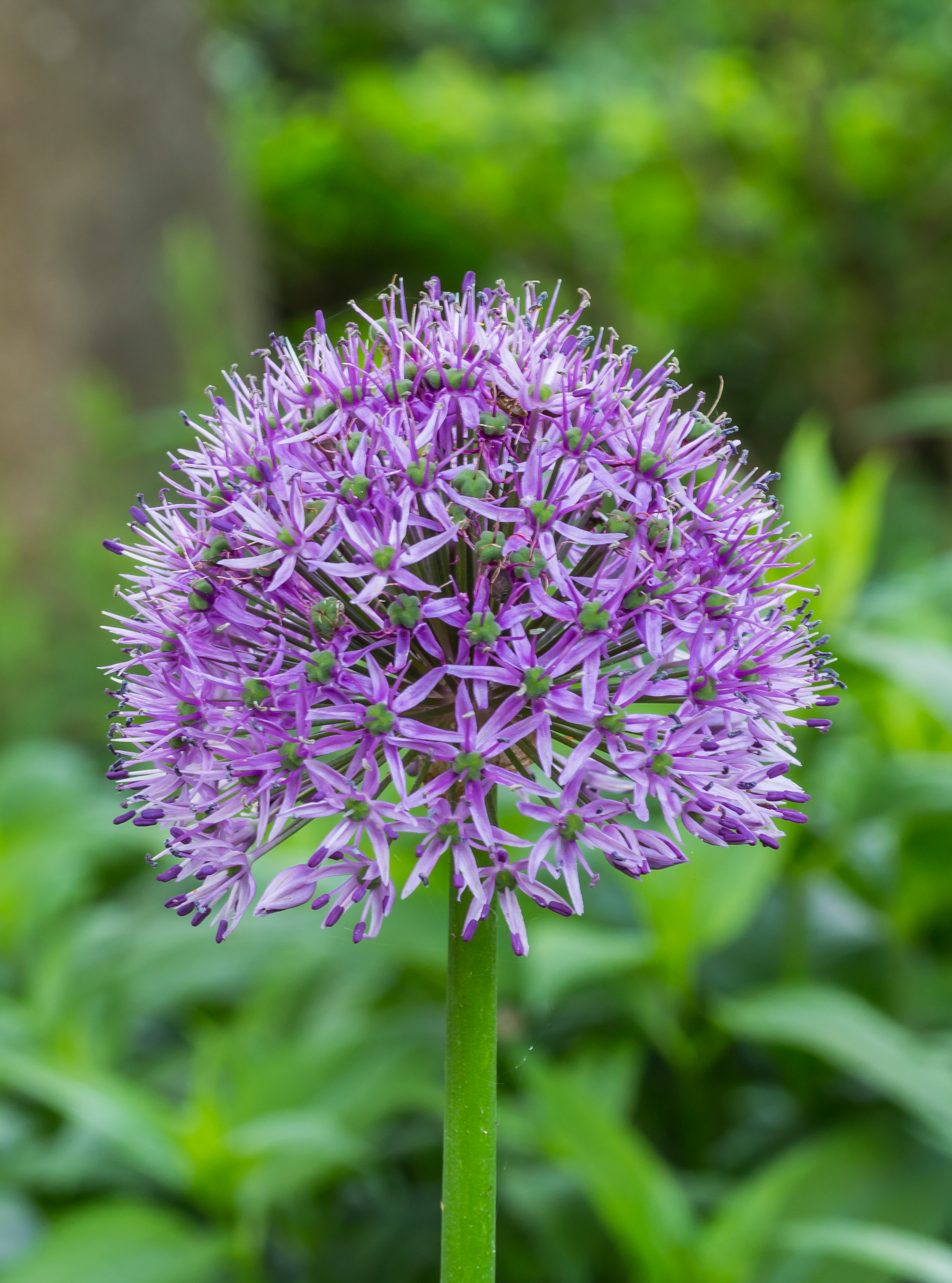 Sierui (Allium). Locatie, Tuinreservaat Jonkervallei 02