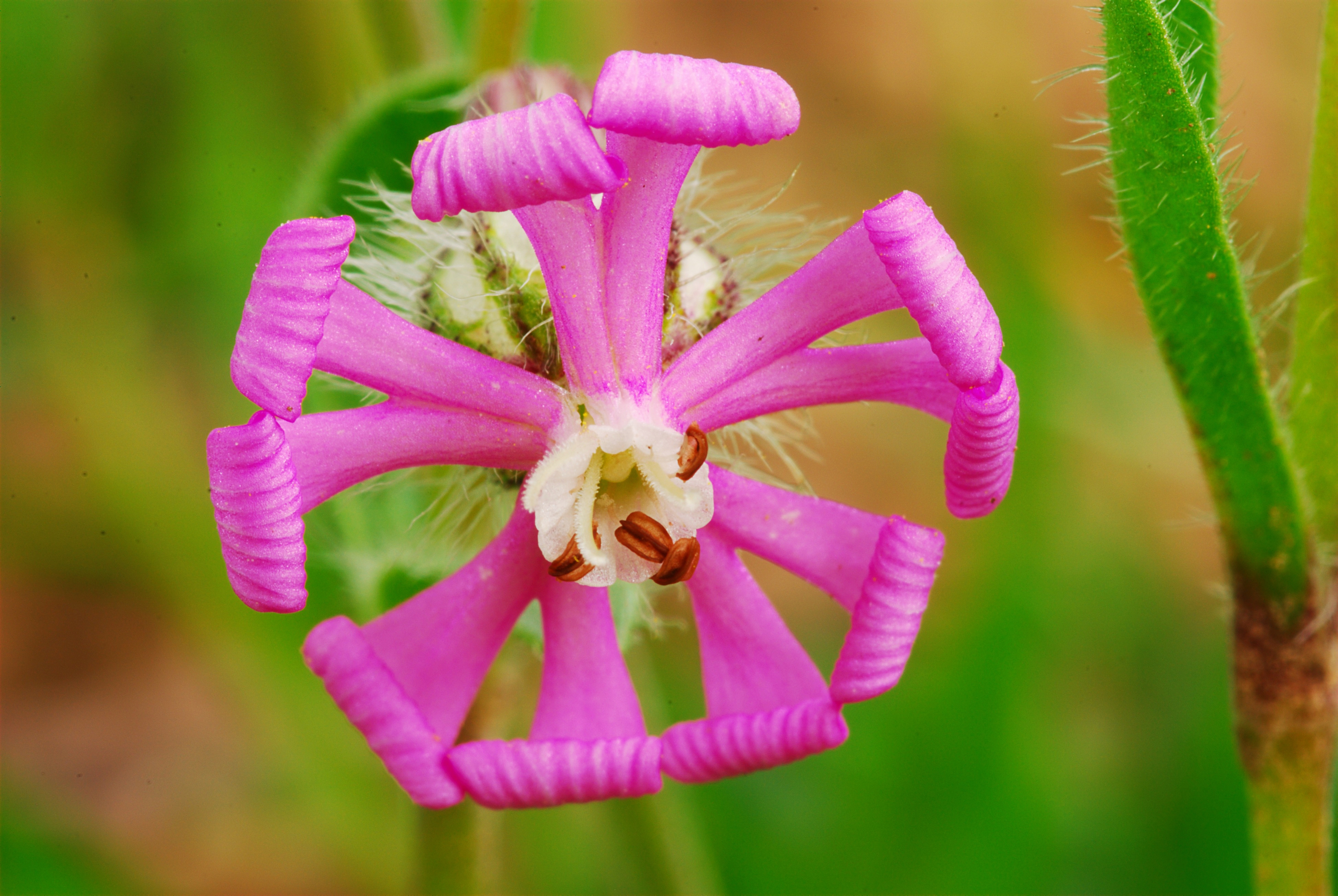 Silene colorata Poiret 2