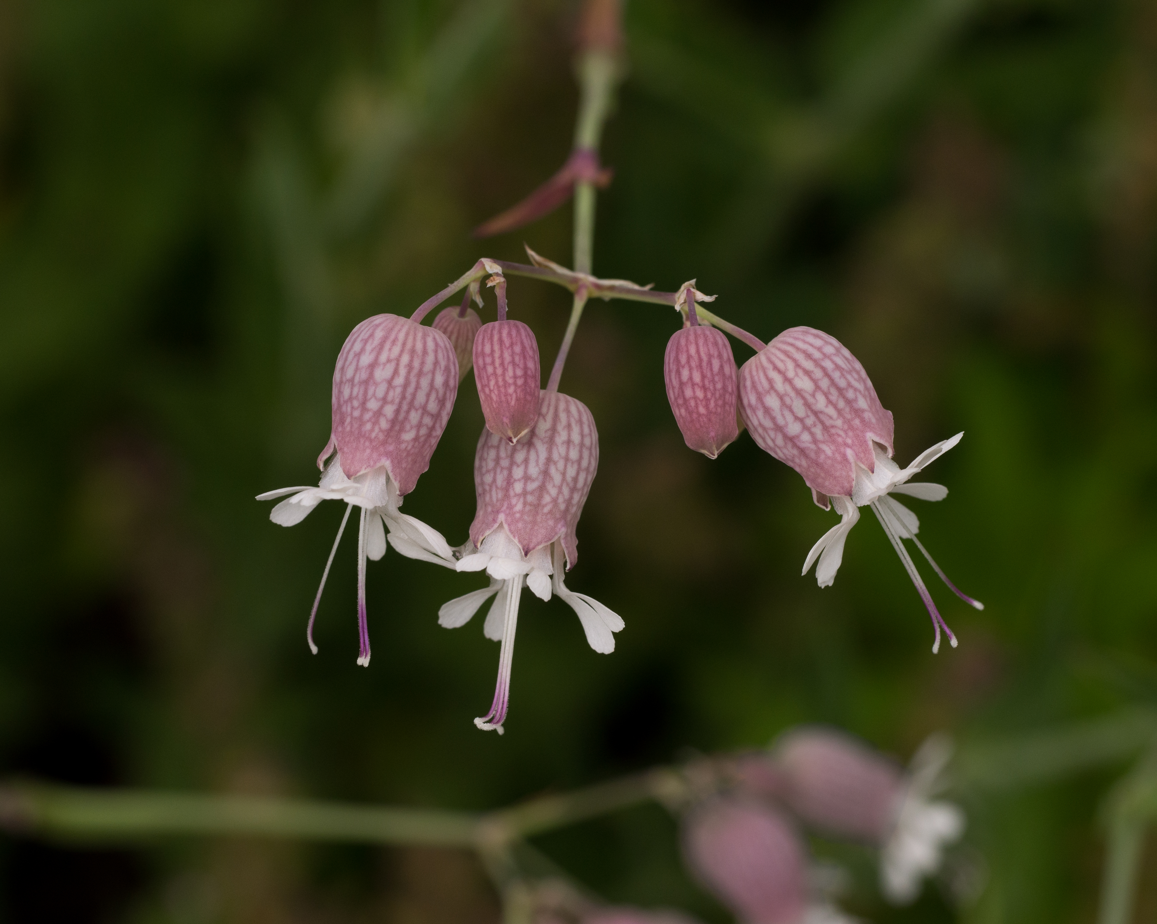 Silene vulgaris in Aspen (91171)