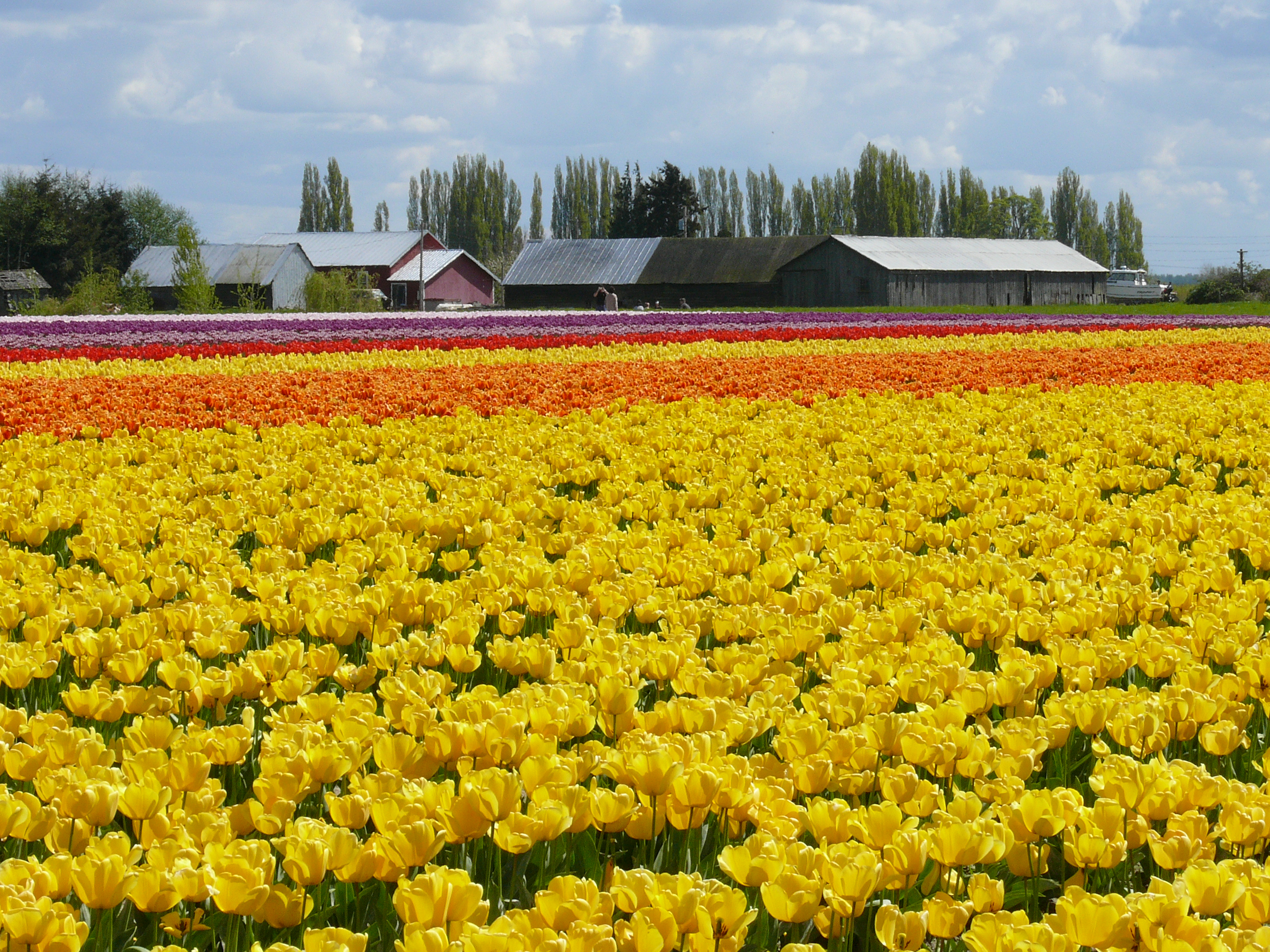 Skagit Valley Tulip Festival