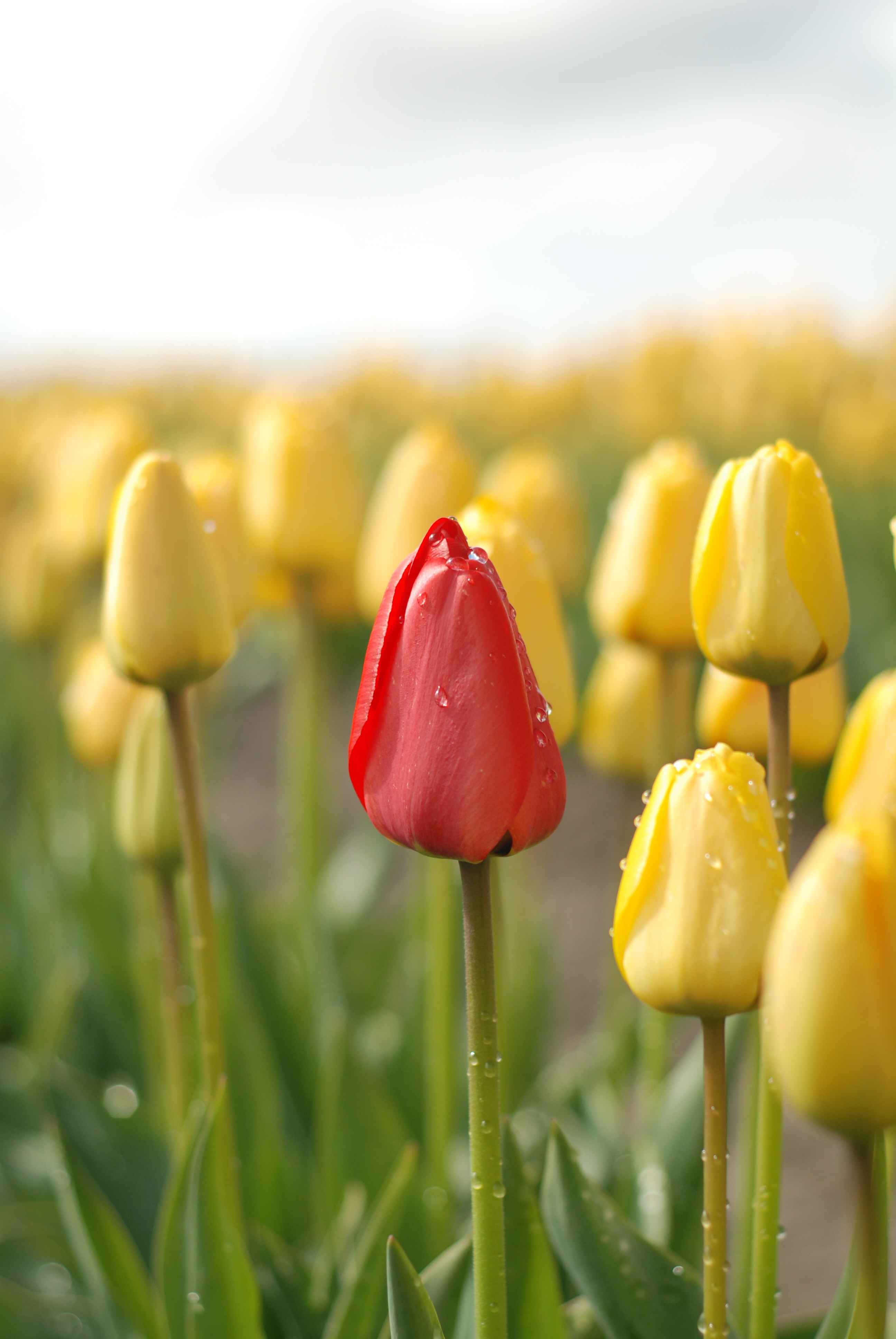 Skagit Valley Tulip Festival 2008 (13)