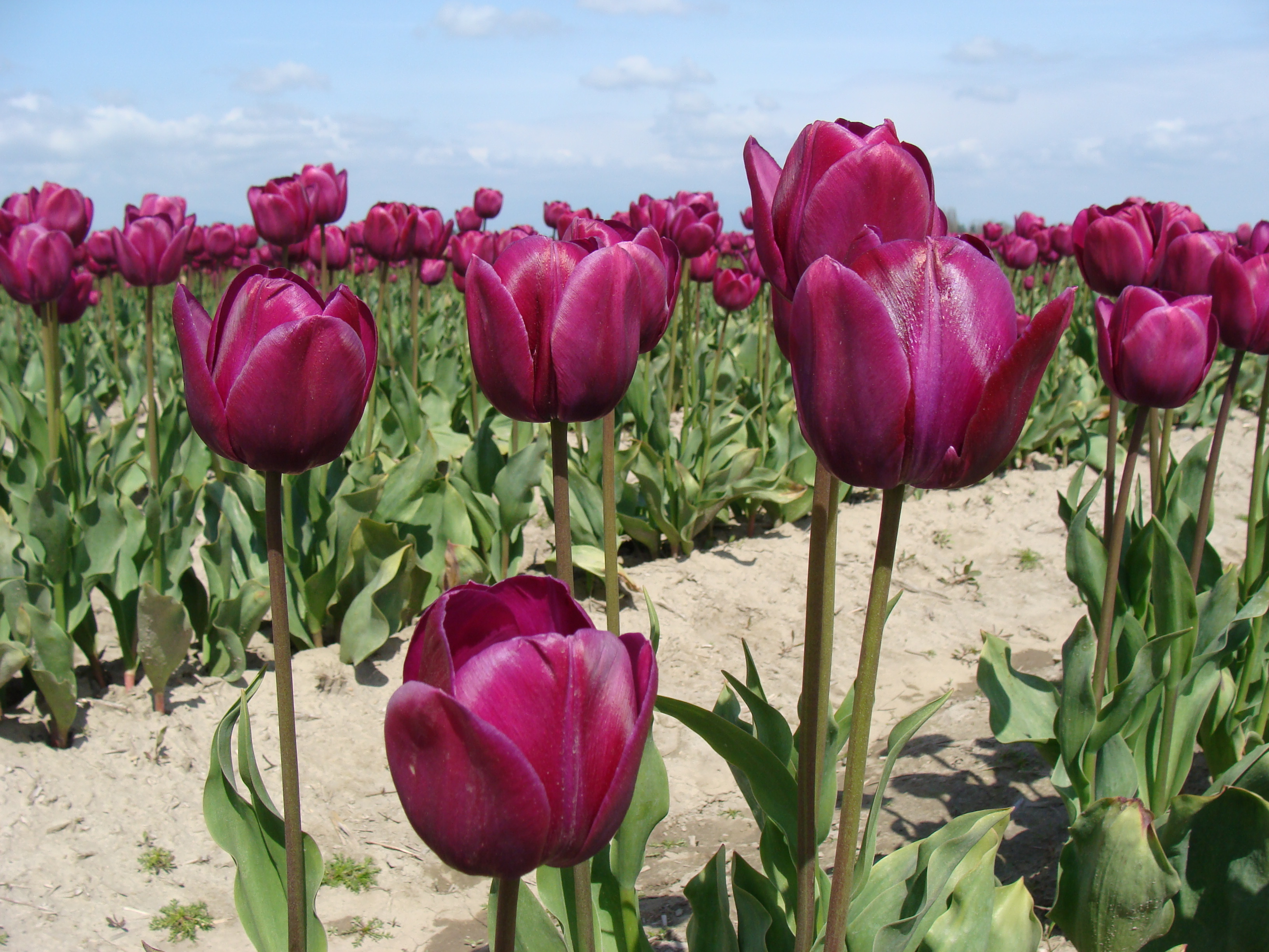 Skagit Valley Tulip Festival 2009 (18)
