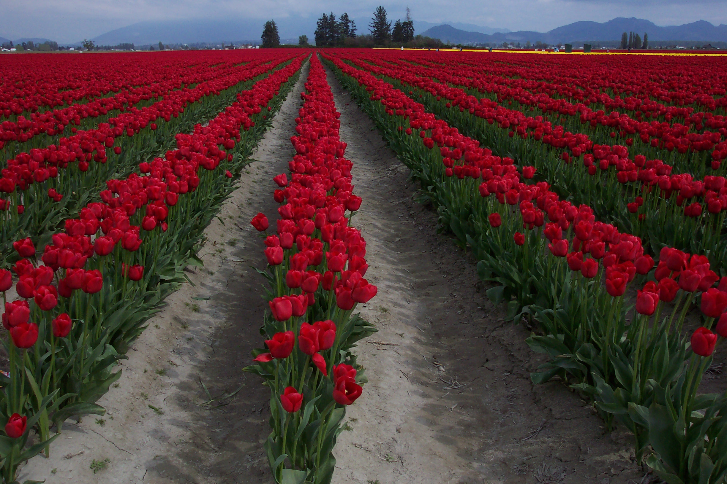 Skagit Valley Tulip Festival (16)