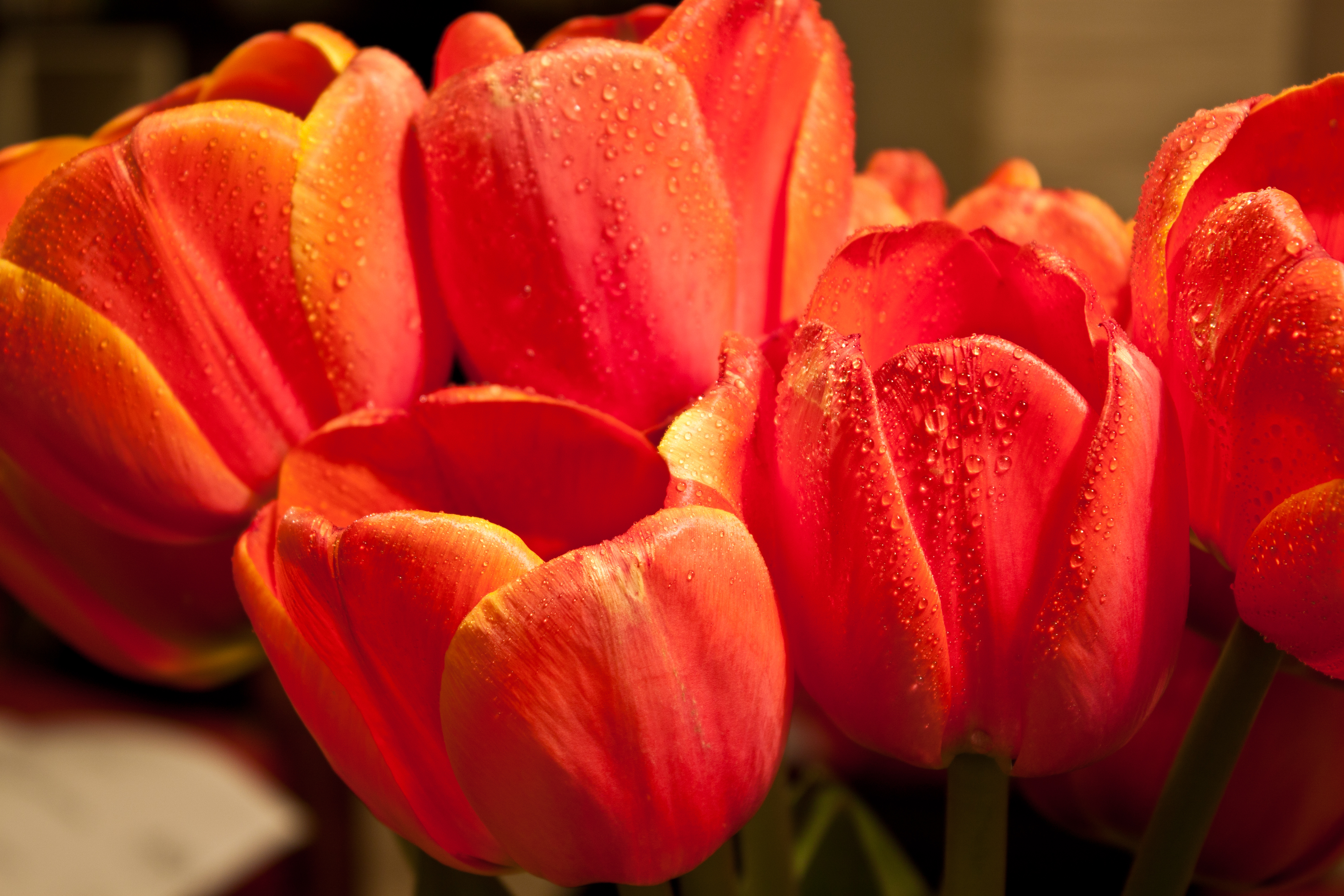 Skagit Valley Tulip Festival (5)