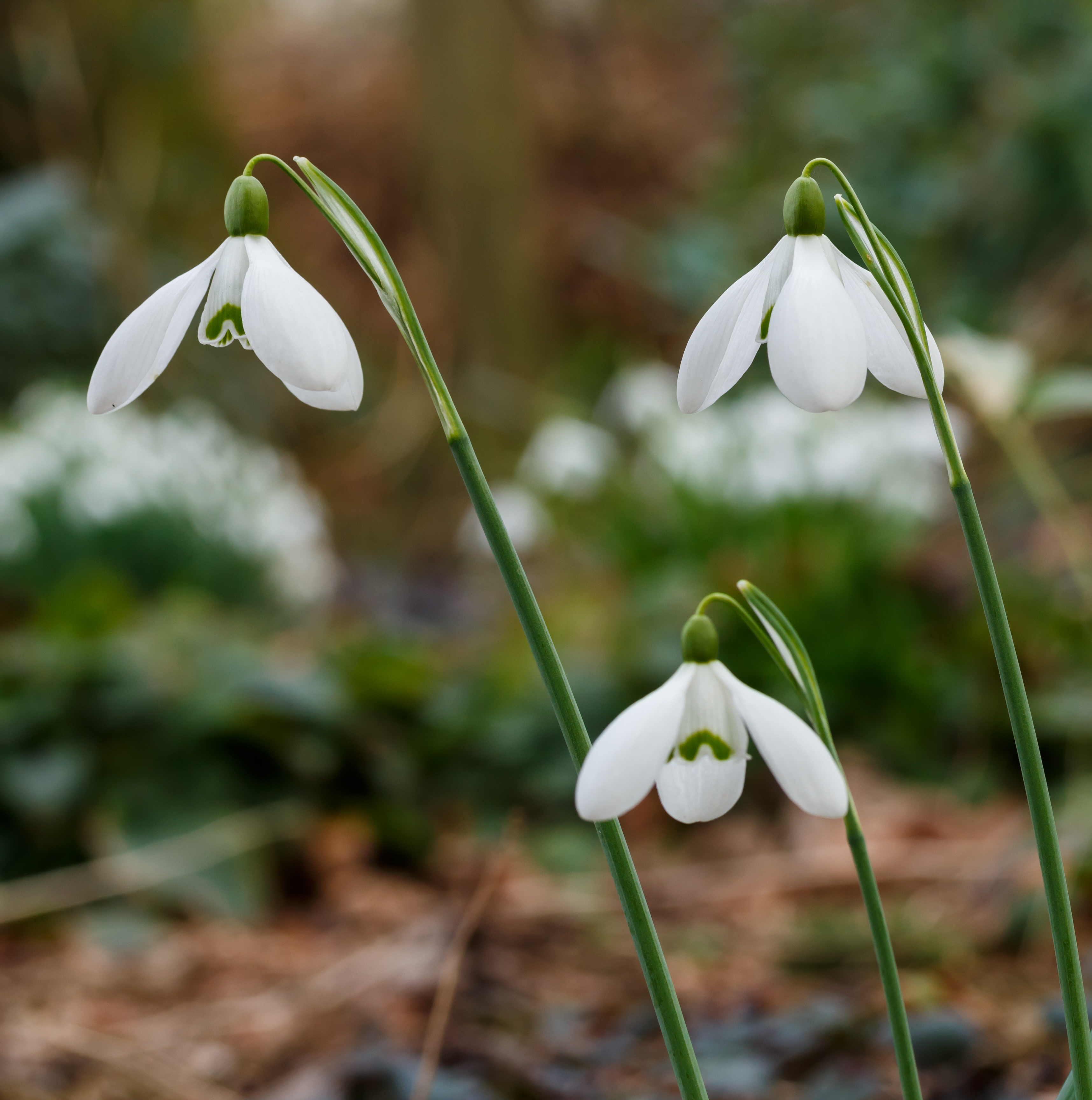 Sneeuwklokje (Galanthus nivalis). Locatie, Natuurterrein De Famberhorst 02