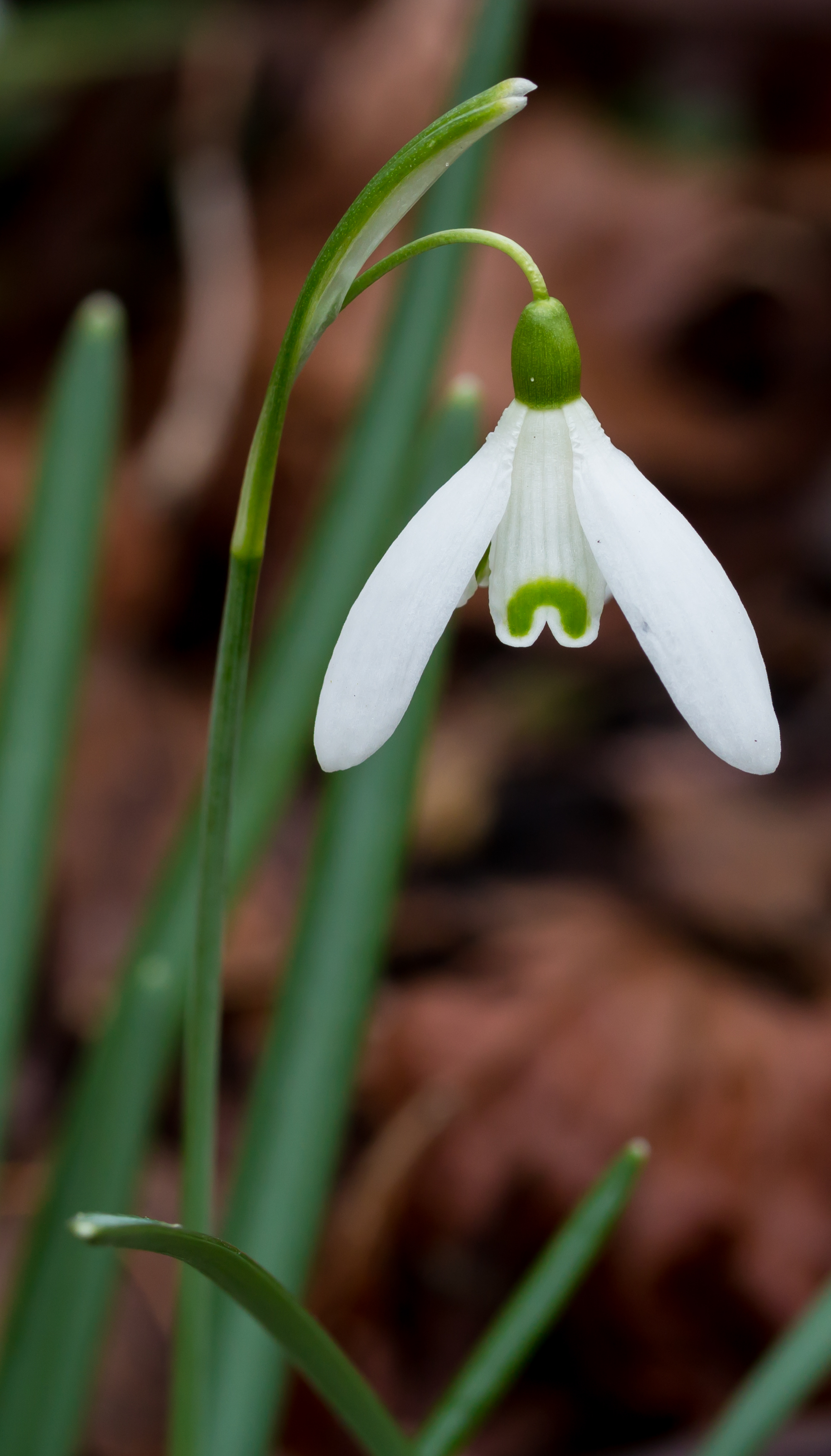 Sneeuwklokje (Galanthus nivalis). Locatie, Natuurterrein De Famberhorst 04