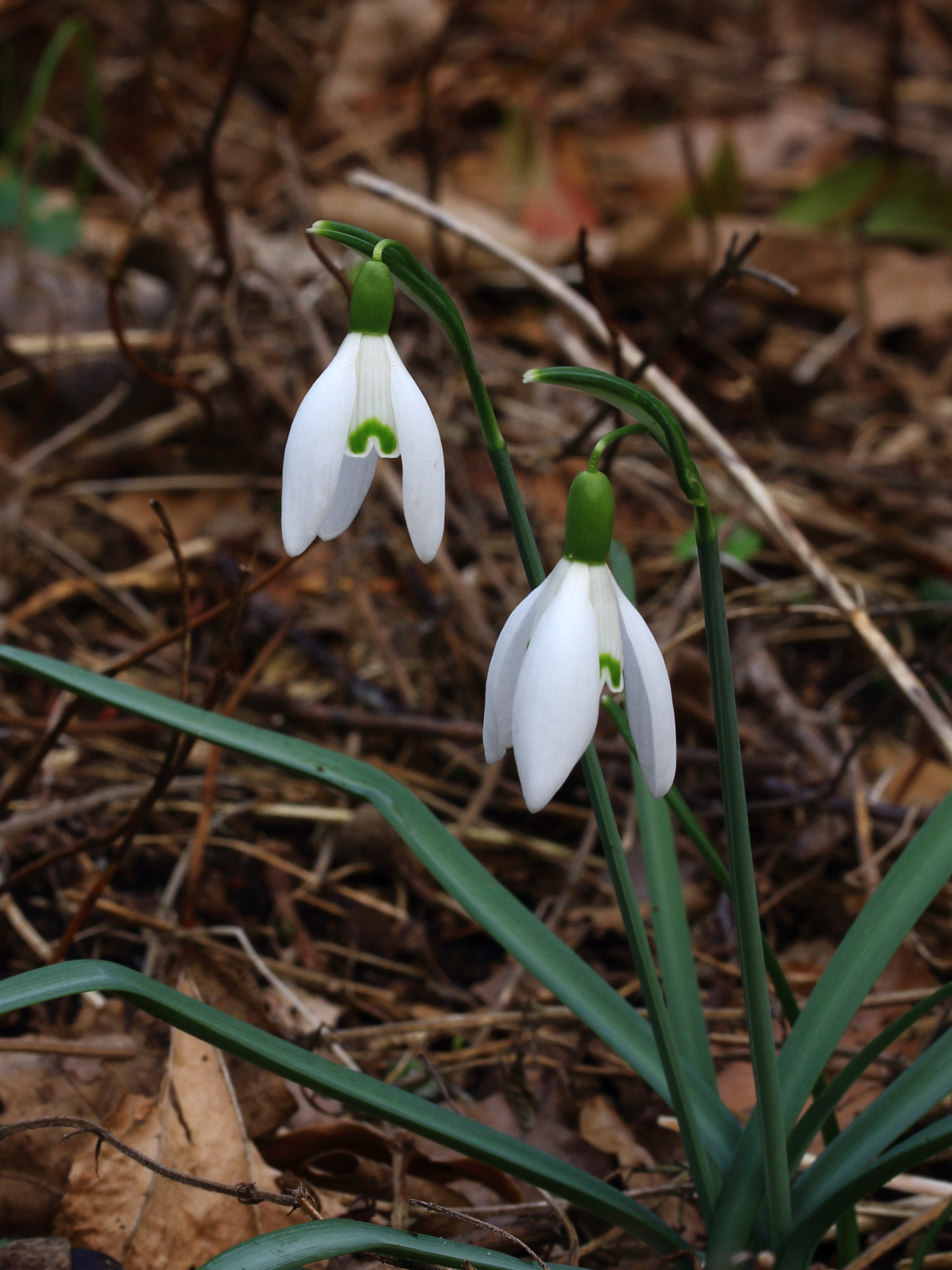 Sneeuwklokjes (Galanthus nivalis)