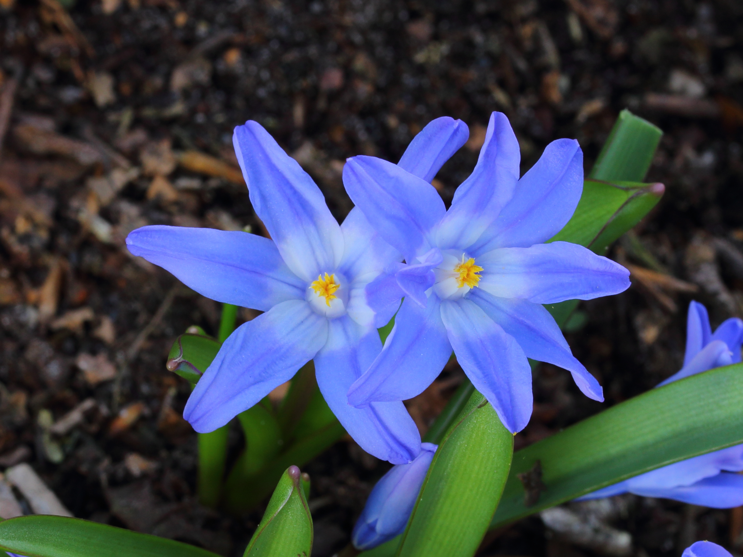 Sneeuwroem (Chionodoxa) 01