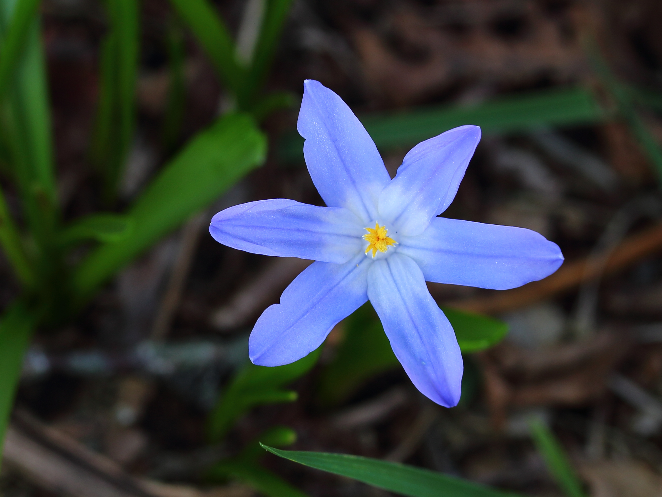 Sneeuwroem (Chionodoxa) 04