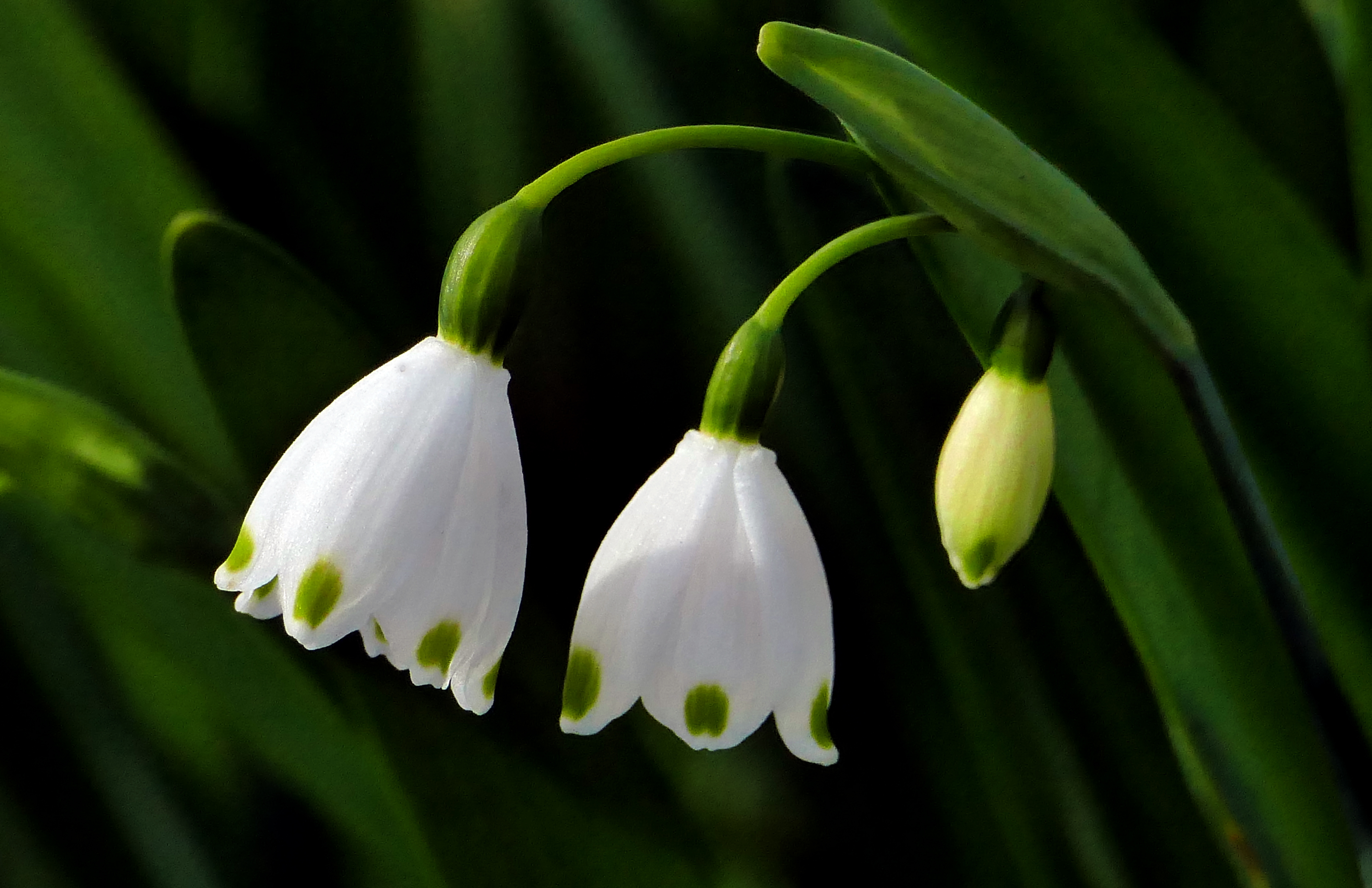 Snowdrop (Galanthus) (29131825622)