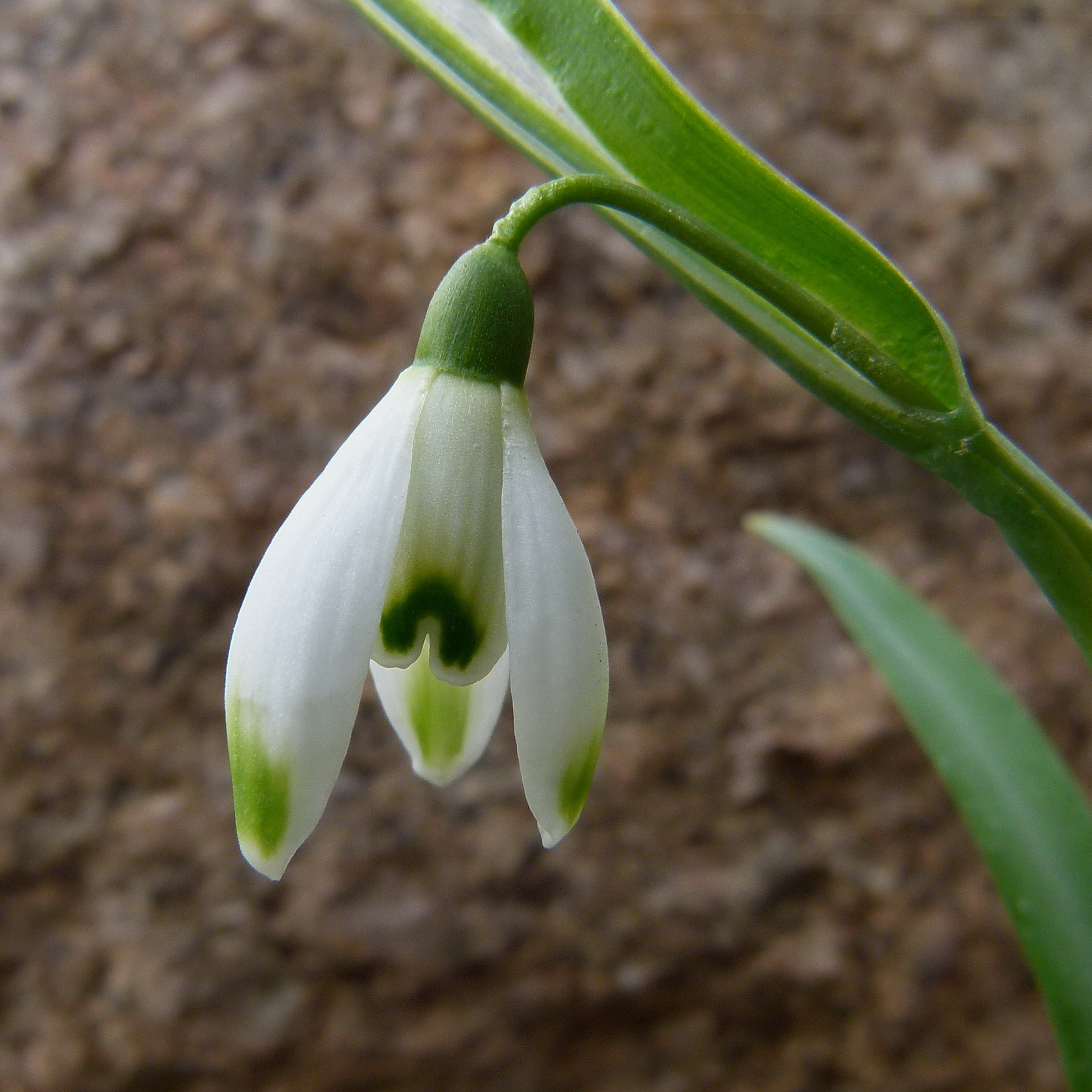 Snowdrop 'Viridi-Apice'