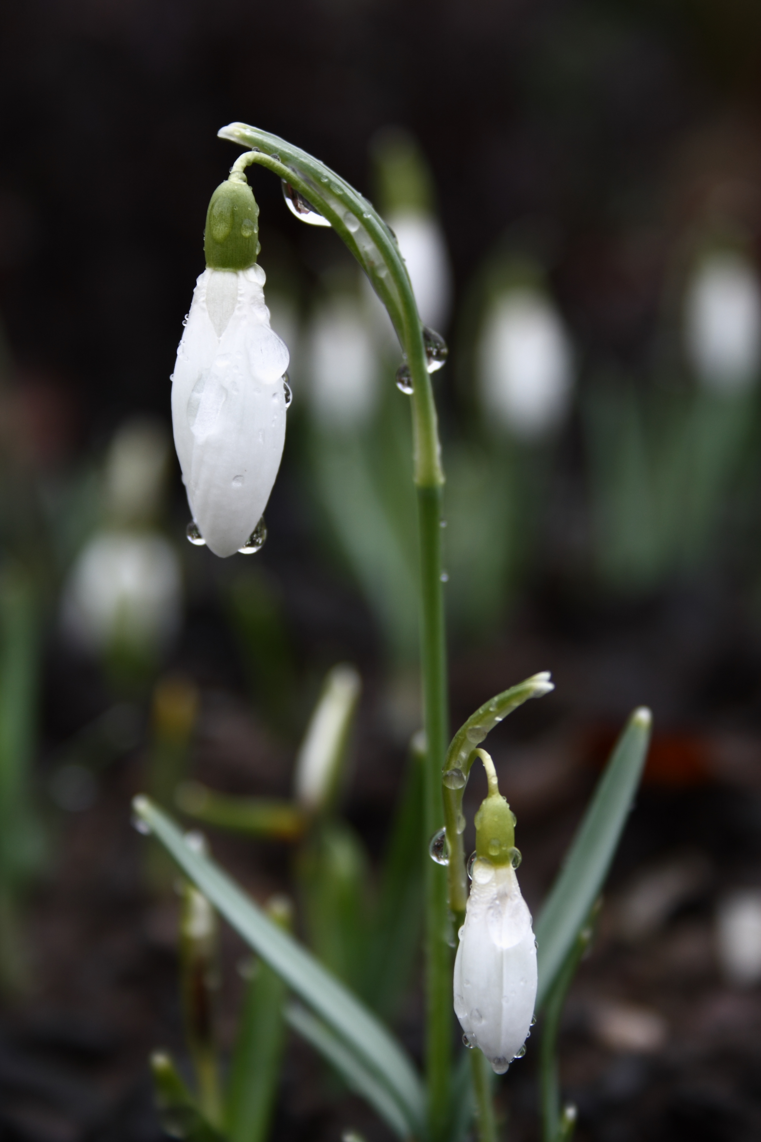 Snowdrop Galanthus Nivalis