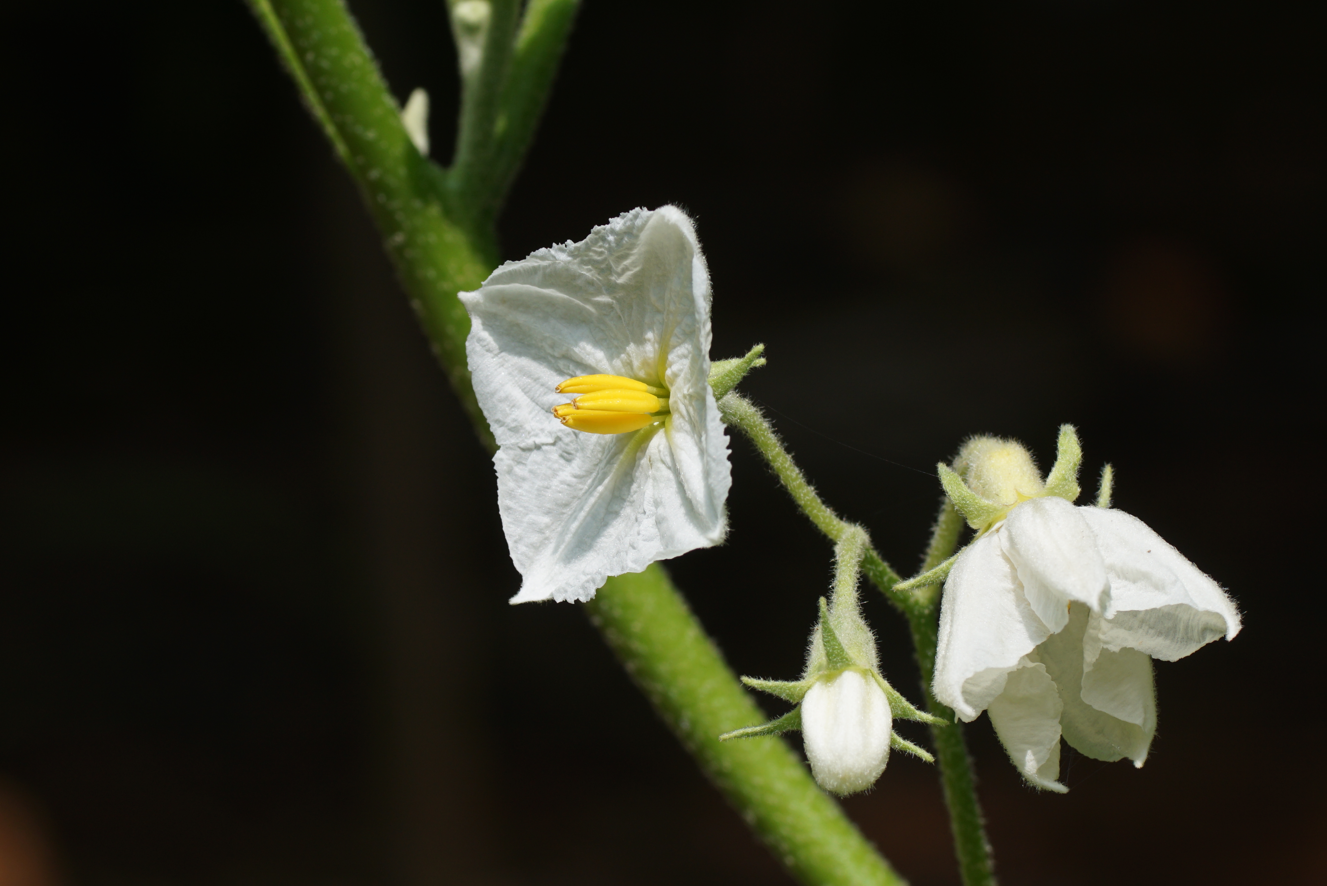Solanum melongena 03458